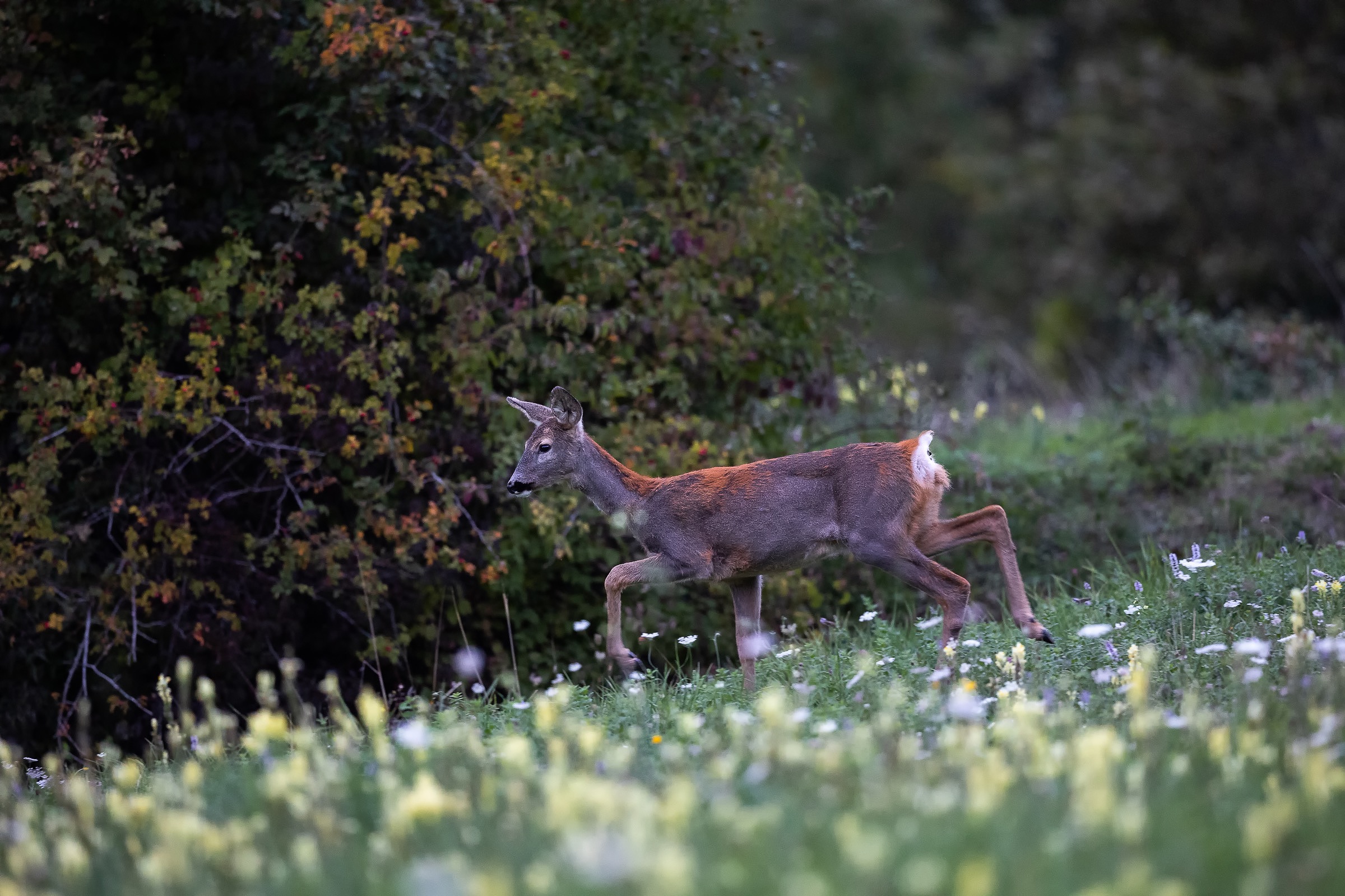 Young roe deer
