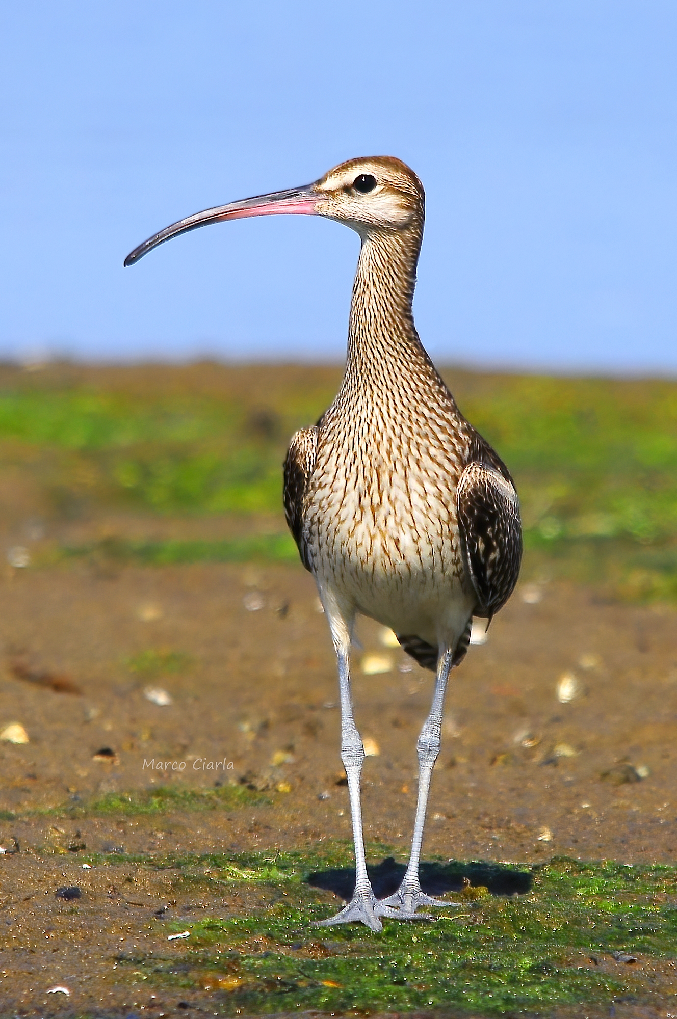 Chiurlo piccolo (Numenius phaeopus)