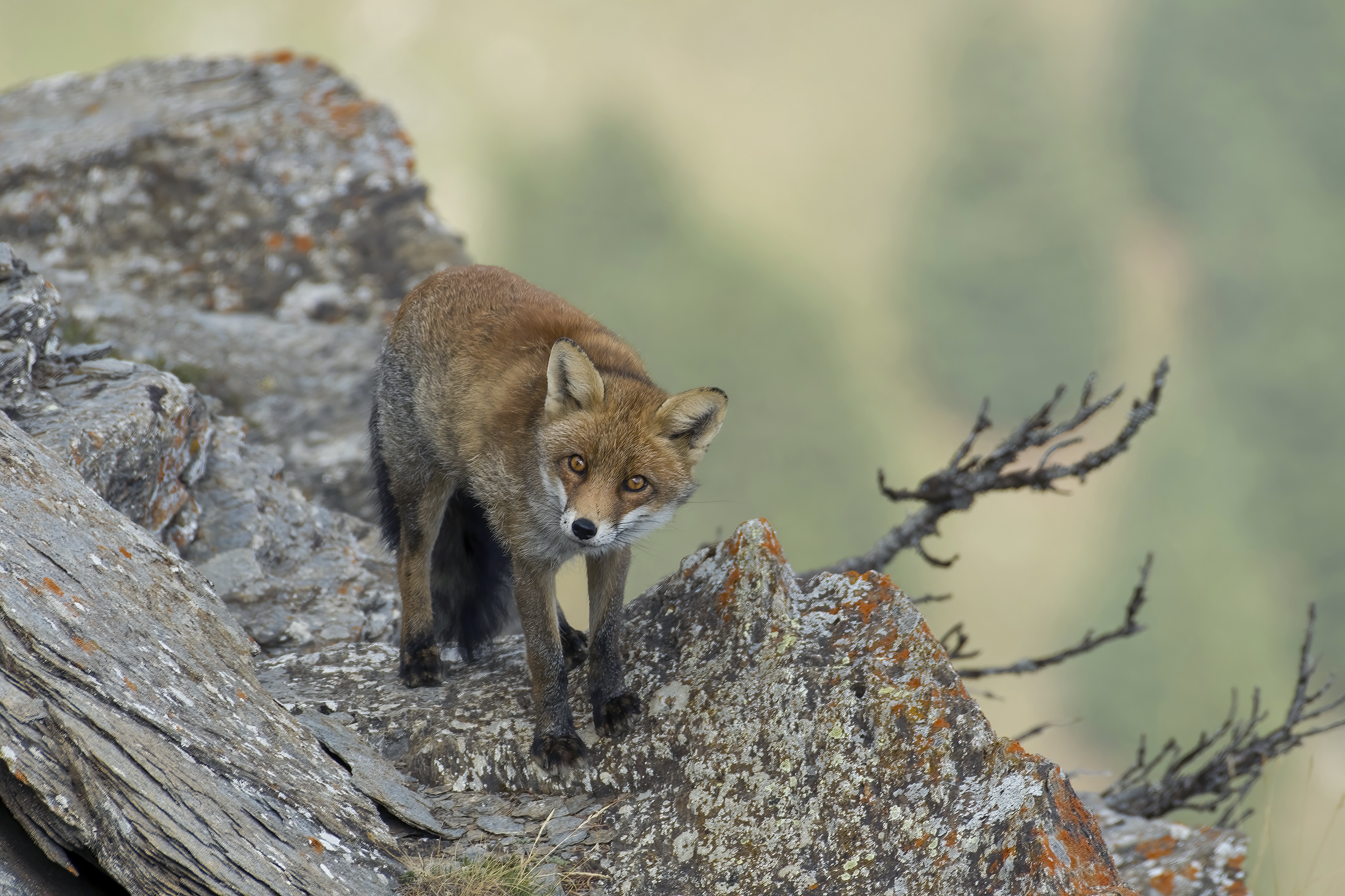 The fox he loved to climb