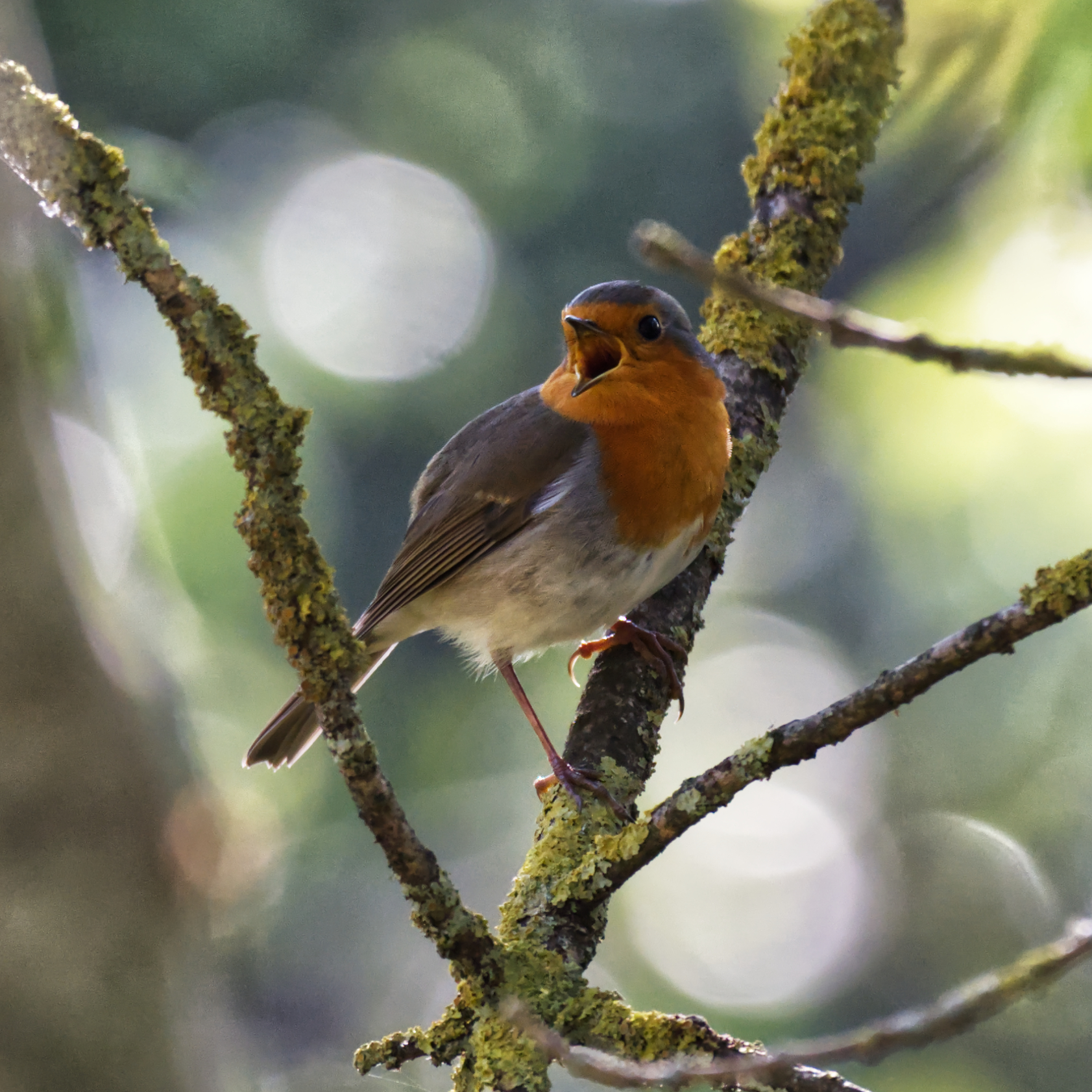Robin