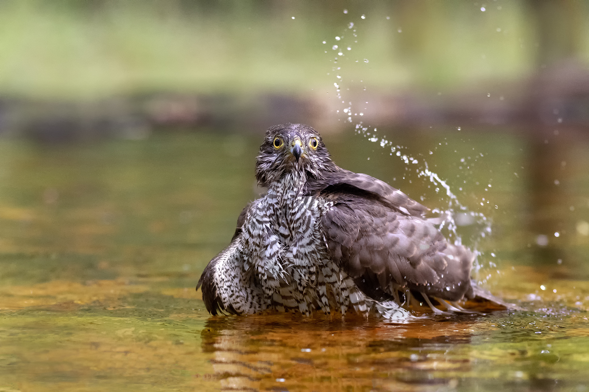 Female immature sparrowhawk