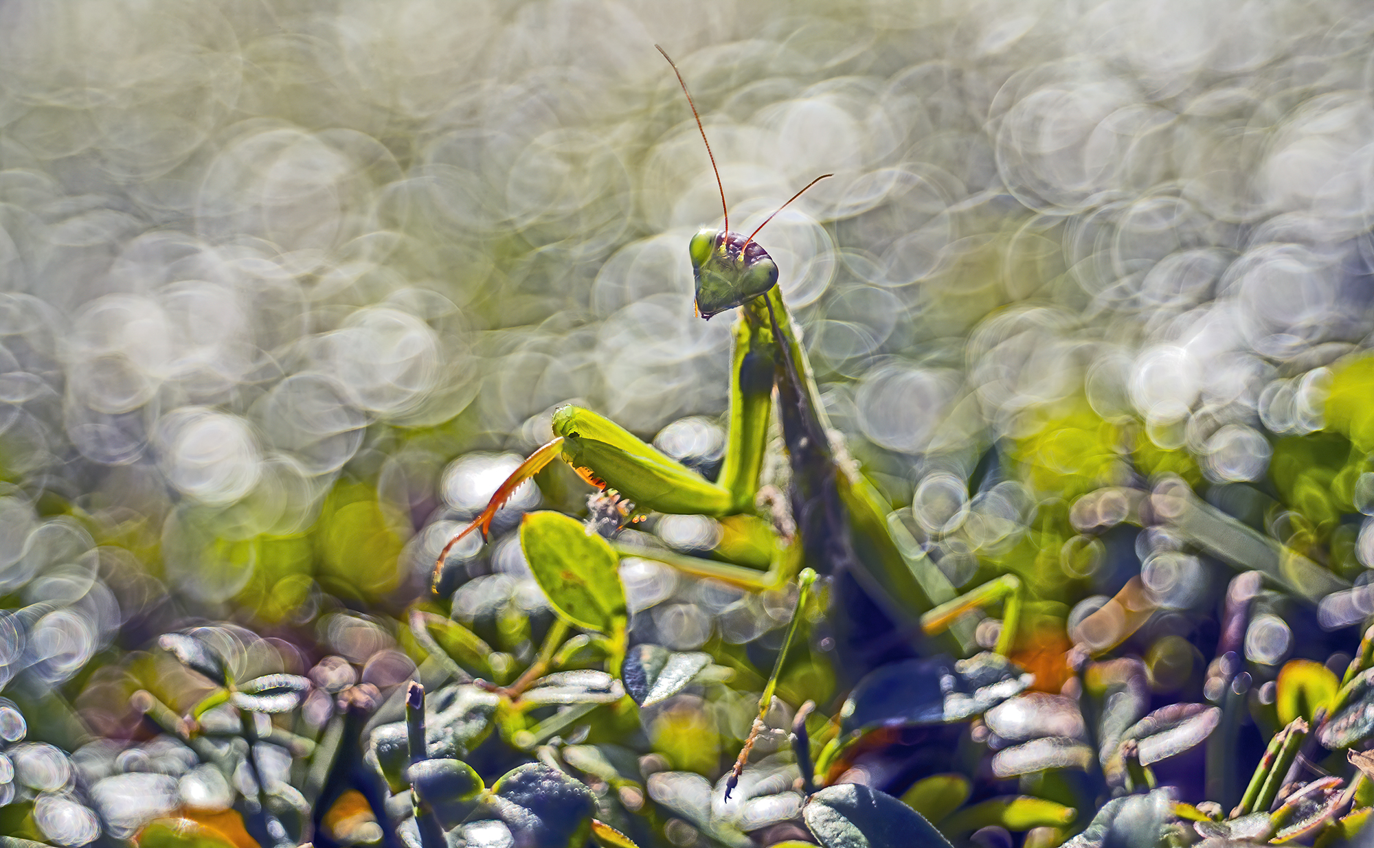 Mantis religiosa