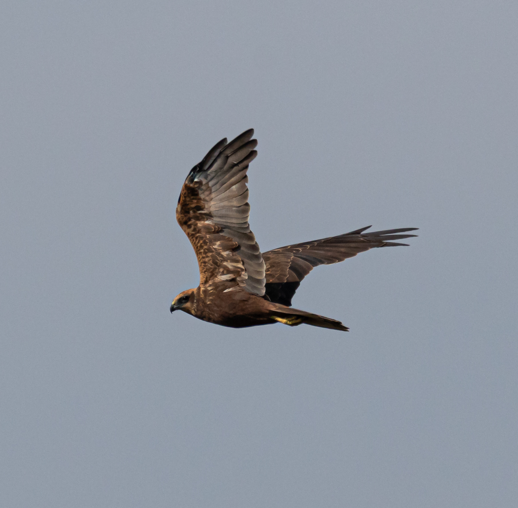 Falco di palude