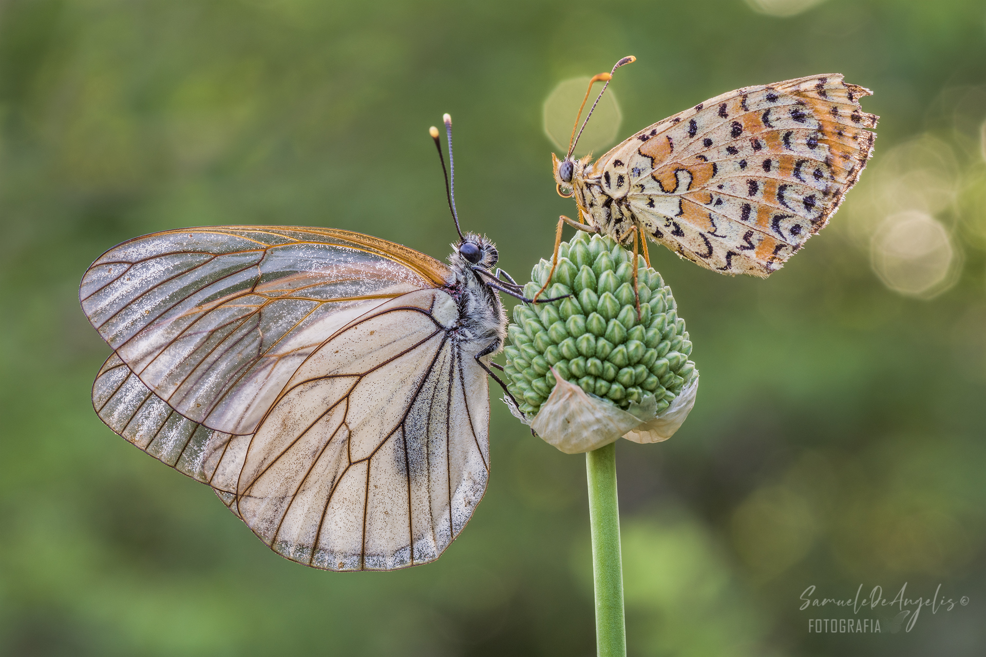 Aporia crataegi & Melitaea didyma