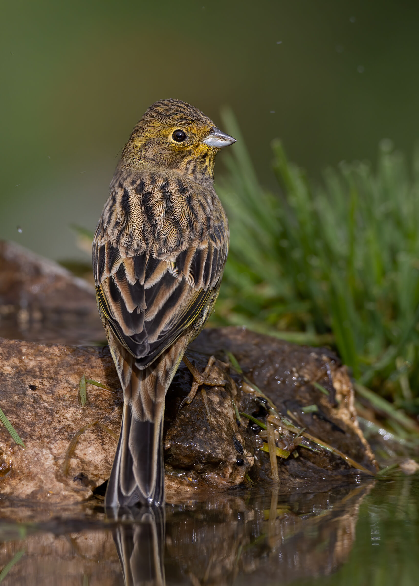 Zigolo giallo (Emberiza citrinella)