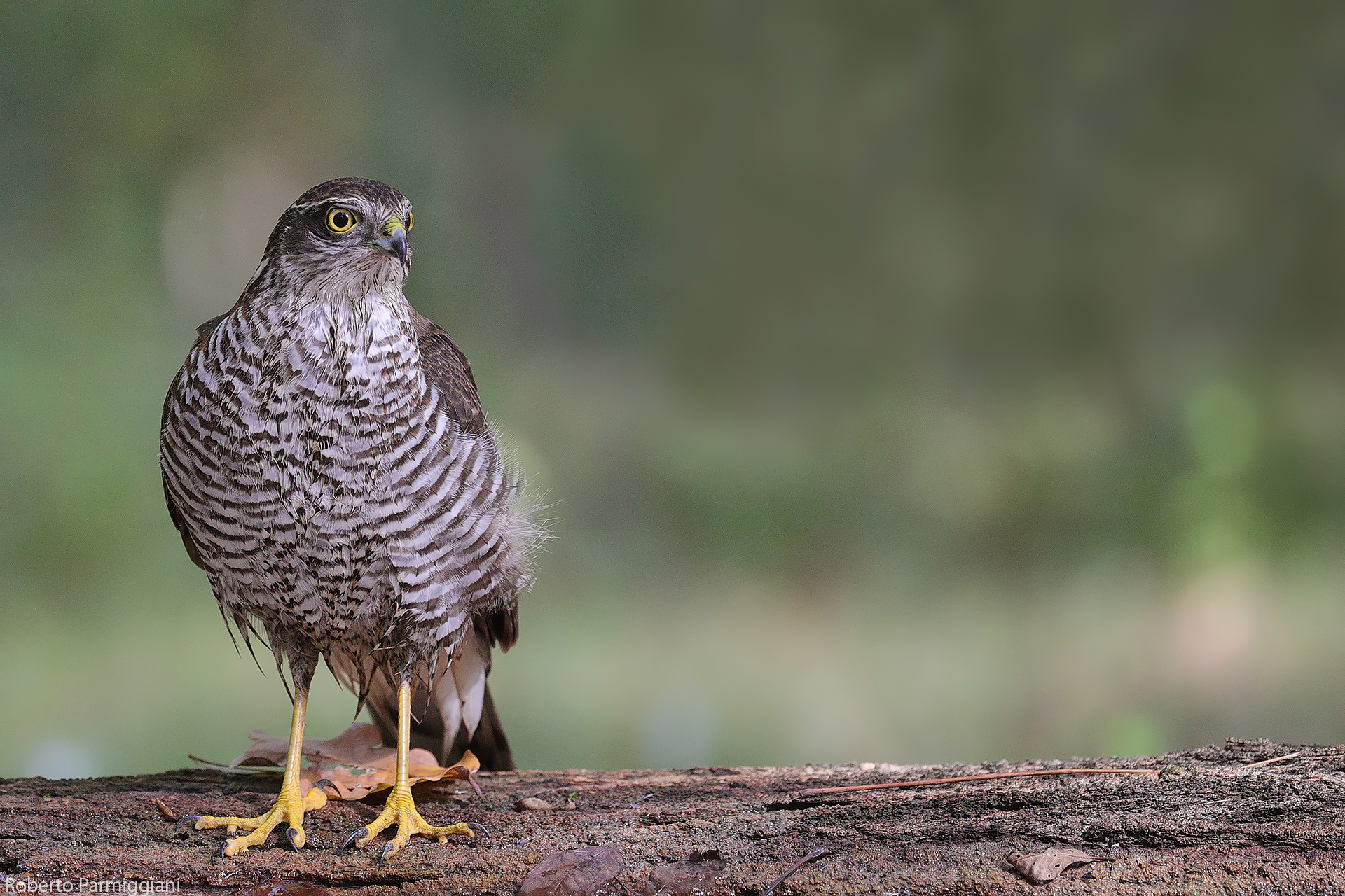 Sparrowhawk