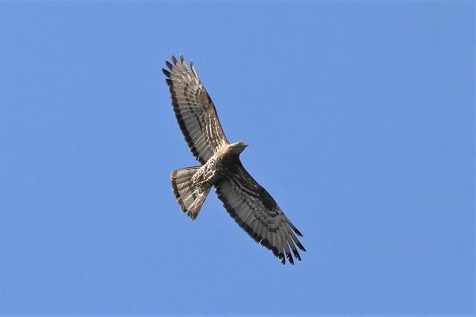 pecchiaiolo 02-07-2022