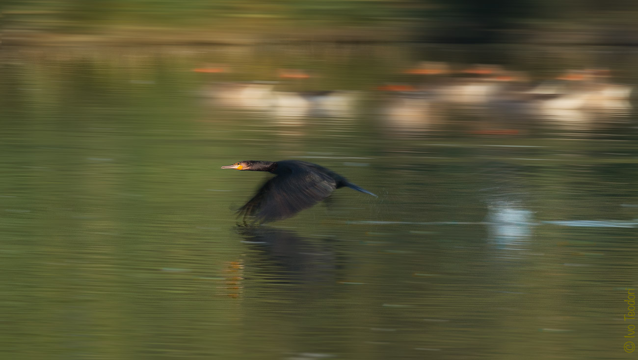 Panning for a cormorant.