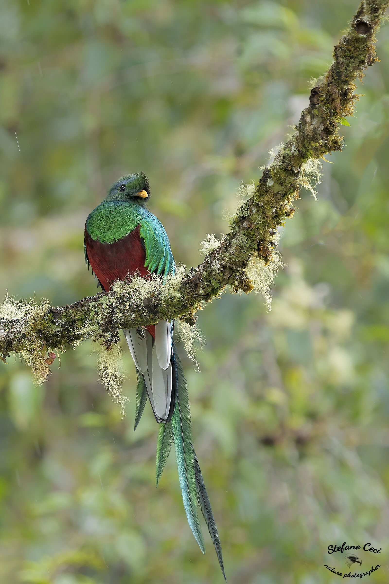 Resplendent Quetzal