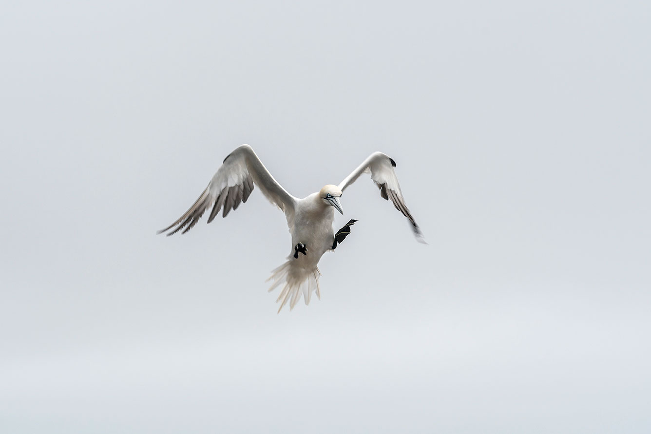 Sula bassana (Morus bassanus), Solan Goose