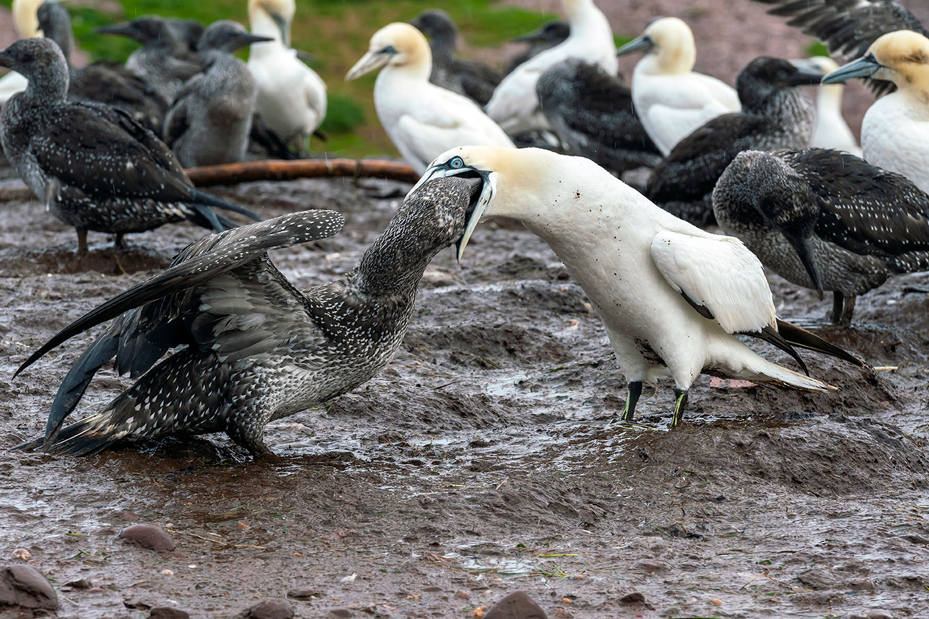Sula bassana (Morus bassanus), Solan Goose