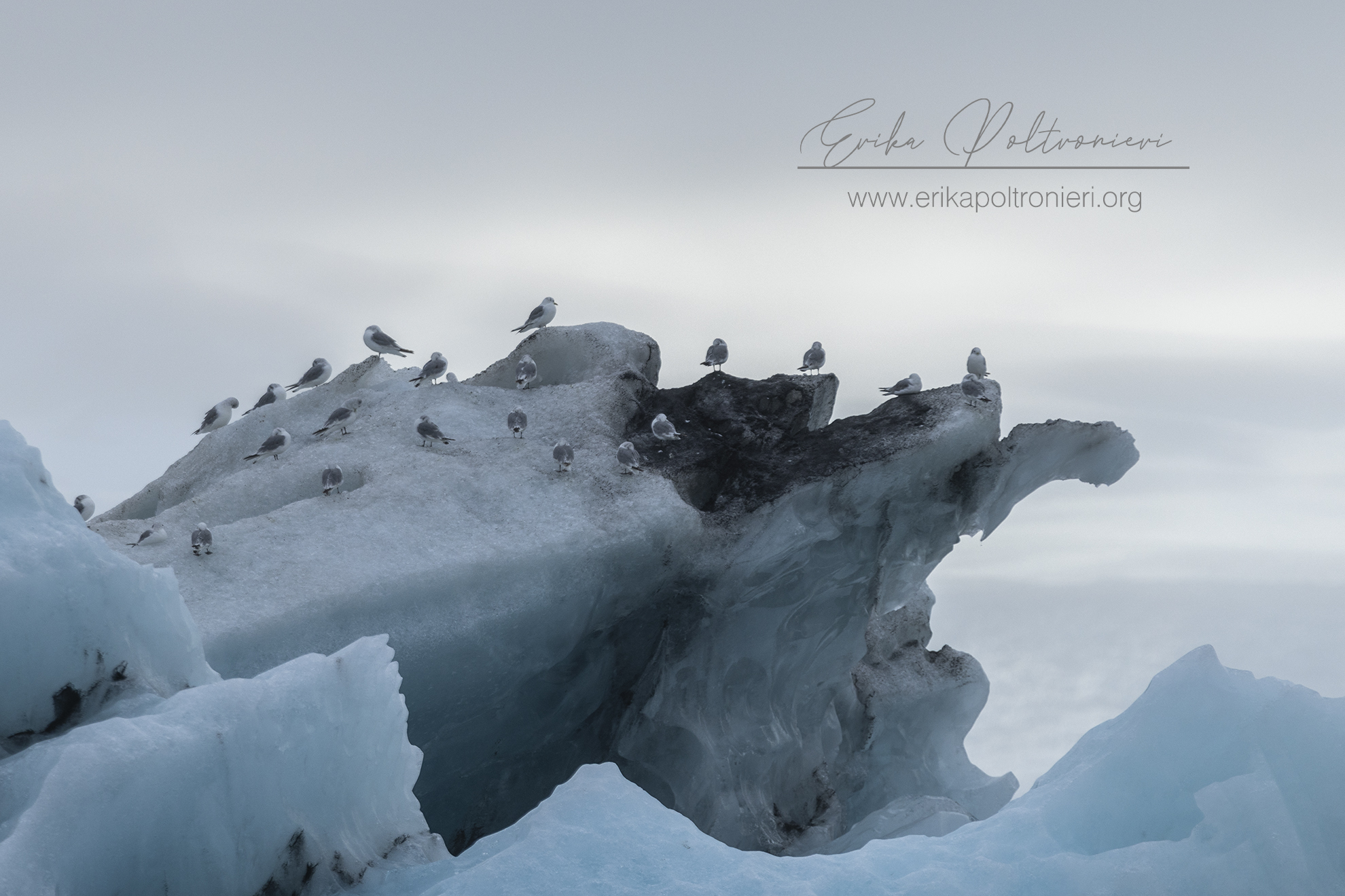 Ice birds palace