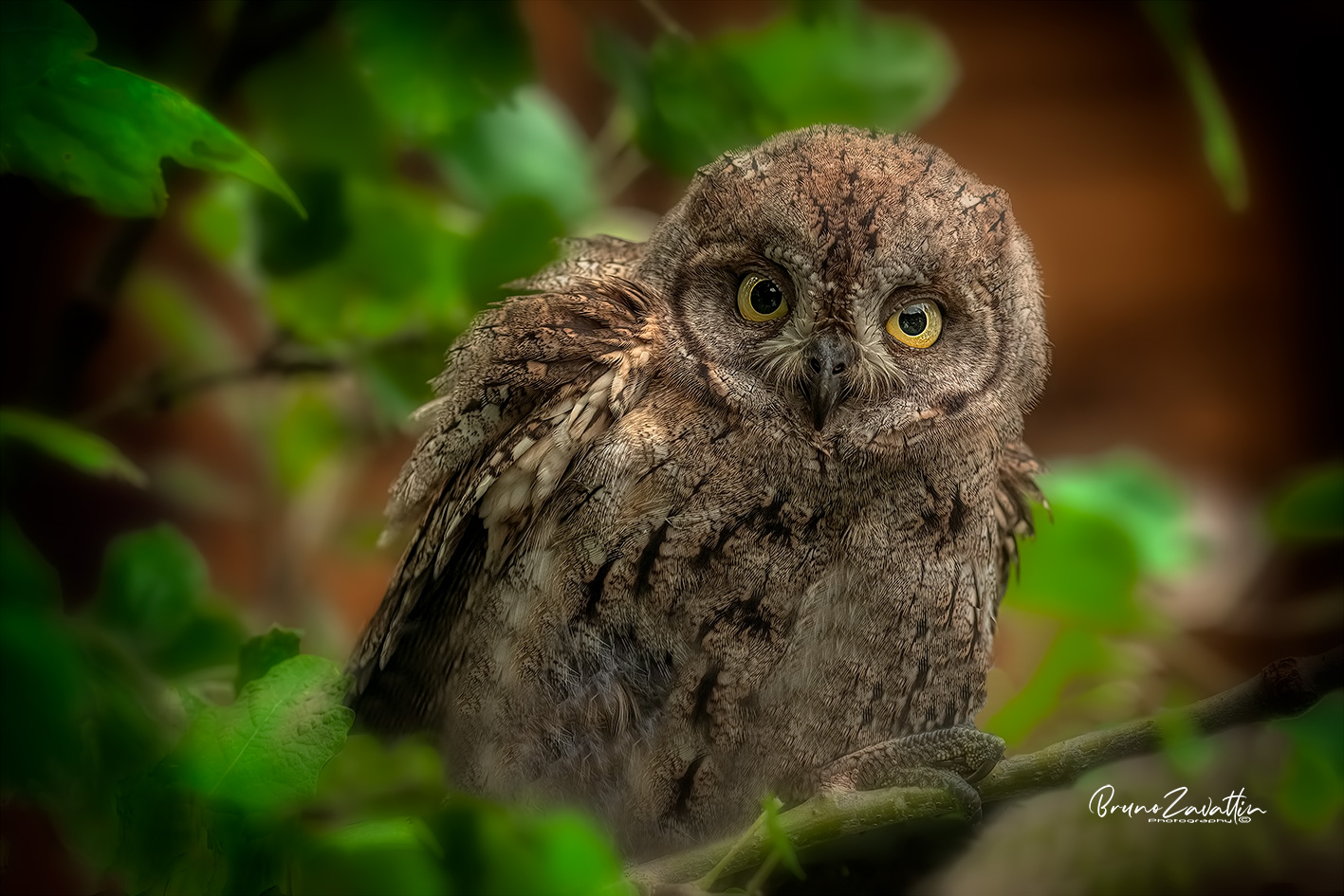 Scops owl