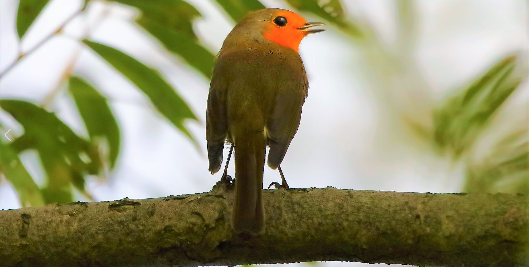 Pettirosso 12-10-2022