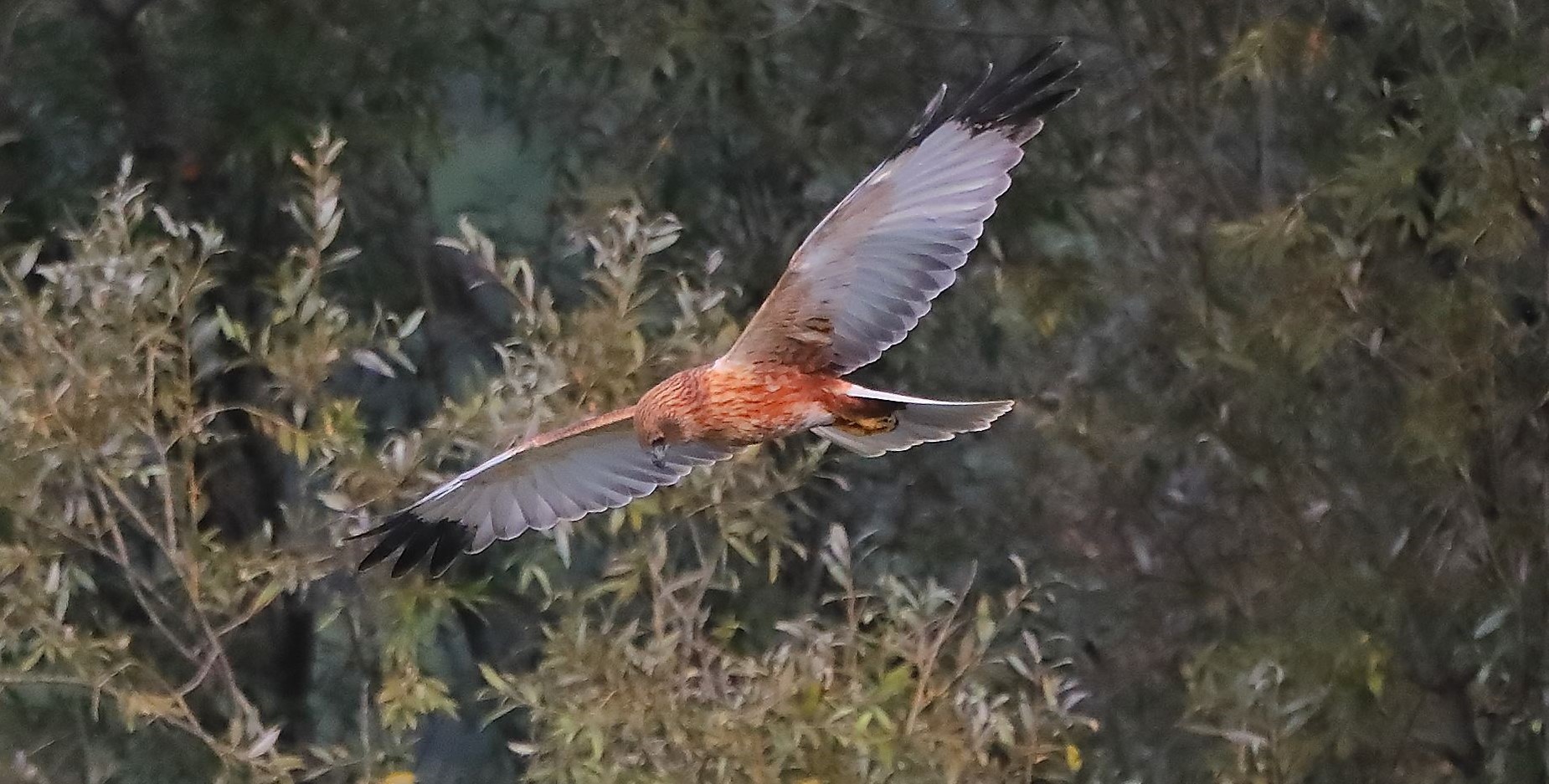 Falco di palude 12-10-2022