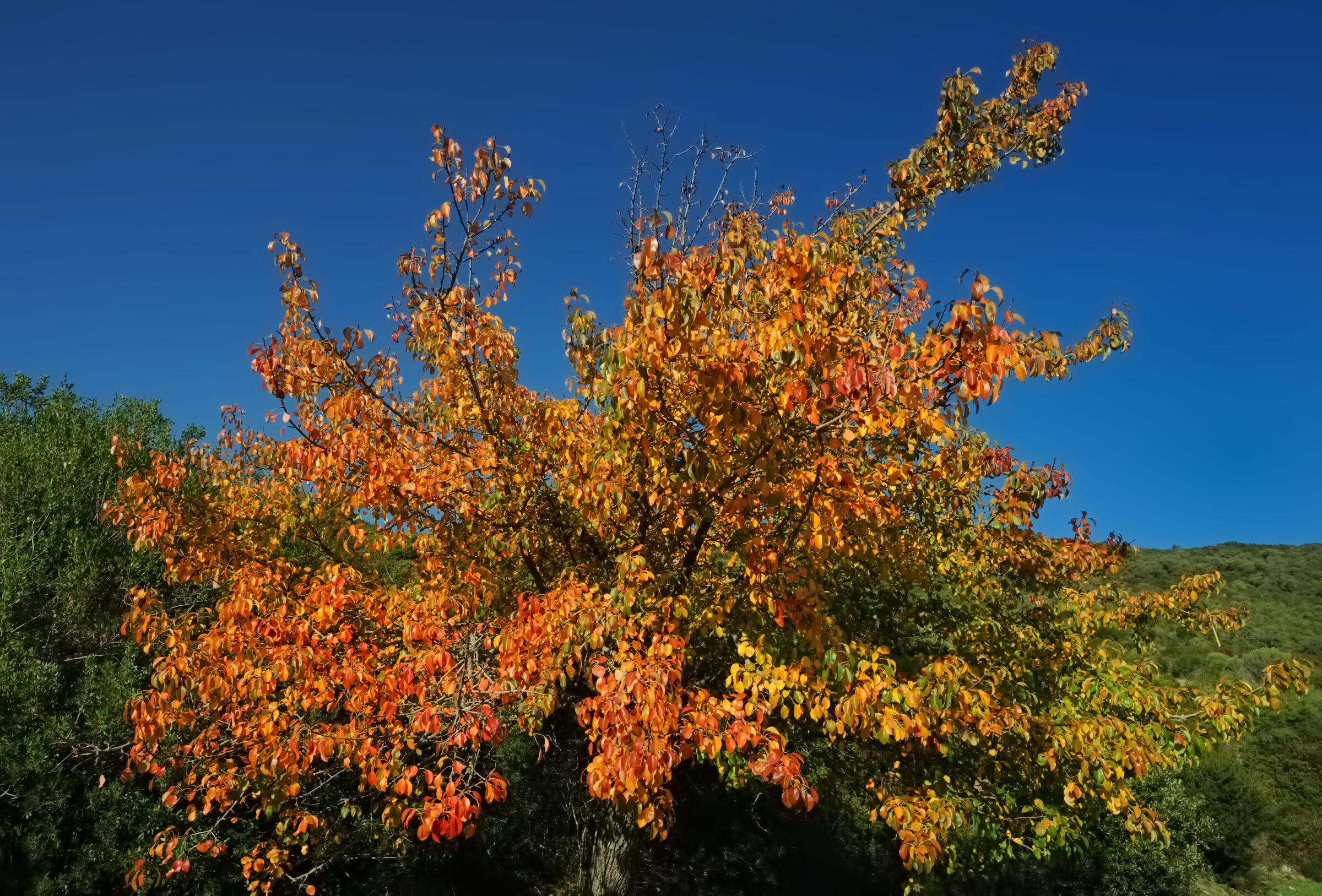 The colors of autumn