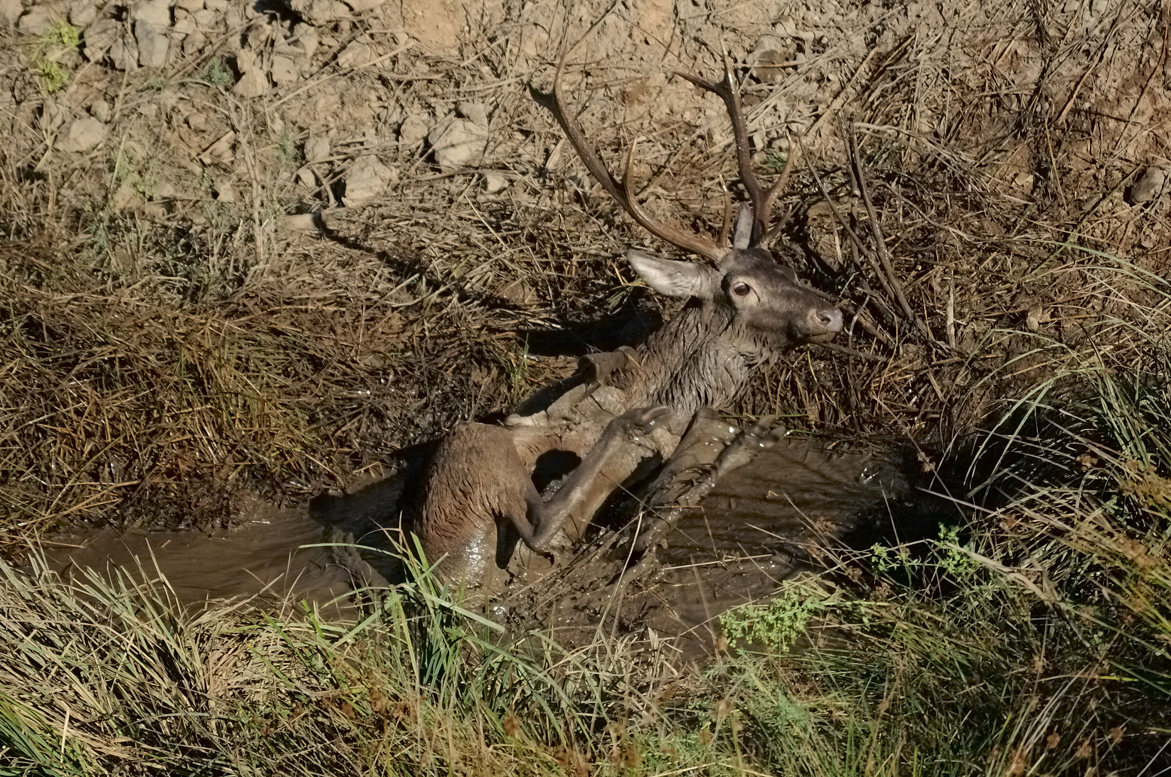 Deer with insoglio