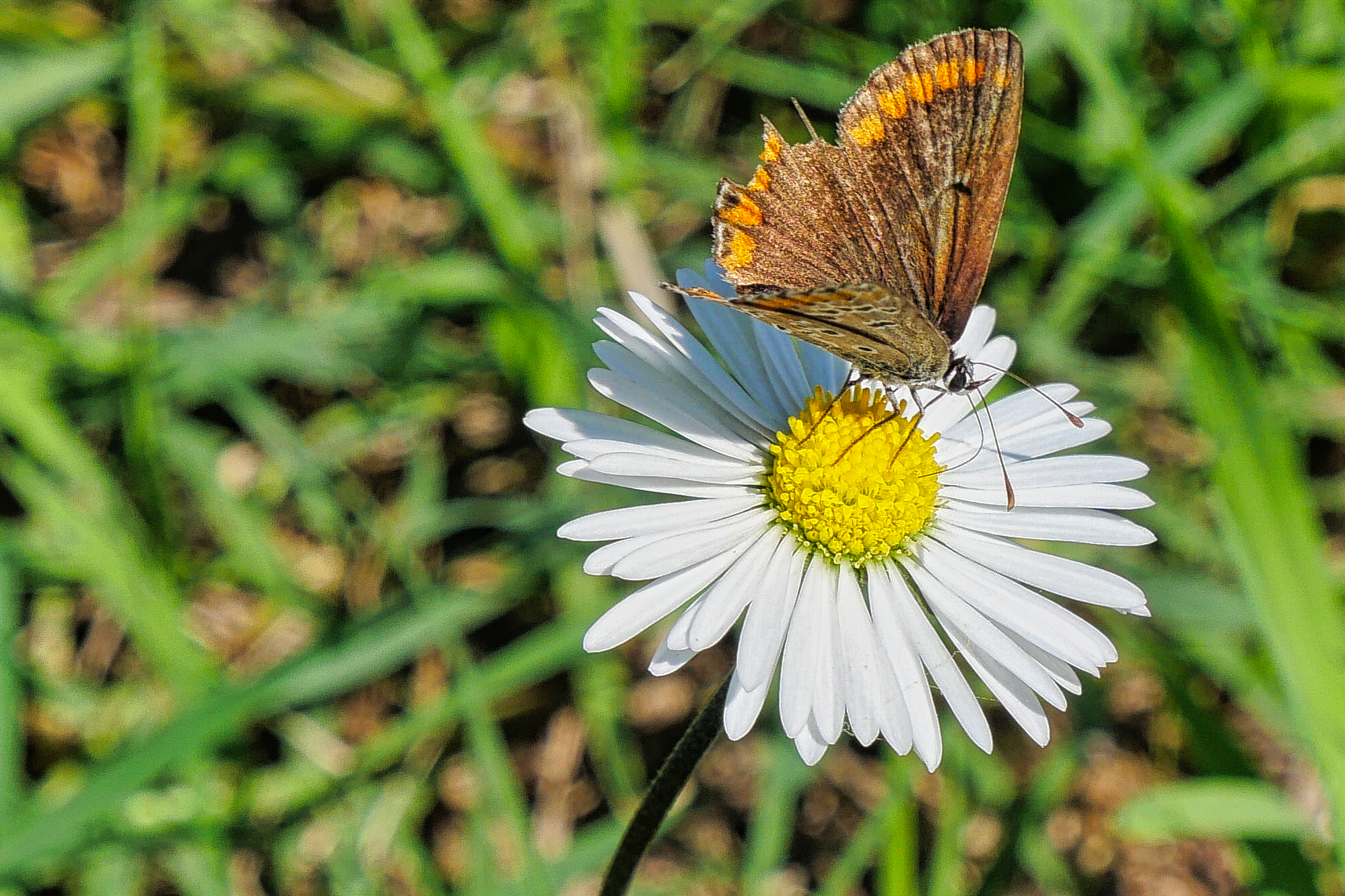 Field daisy with butterfly