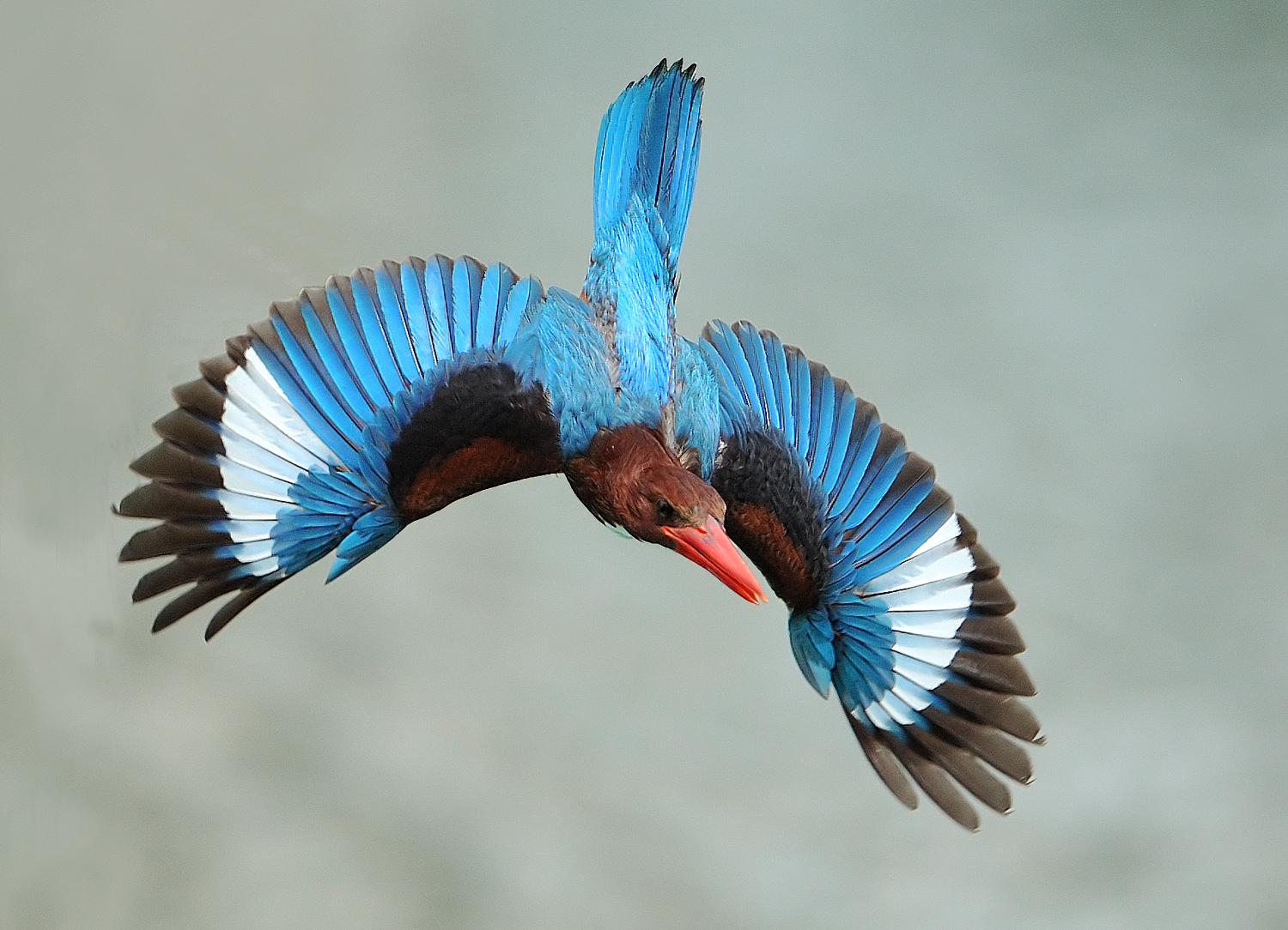 Kingfisher