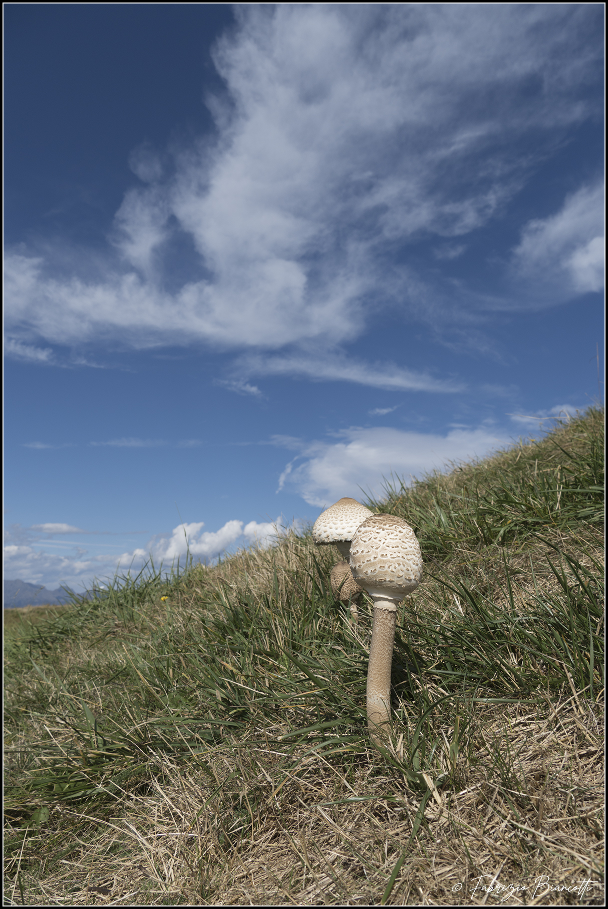 Mushrooms at high altitude