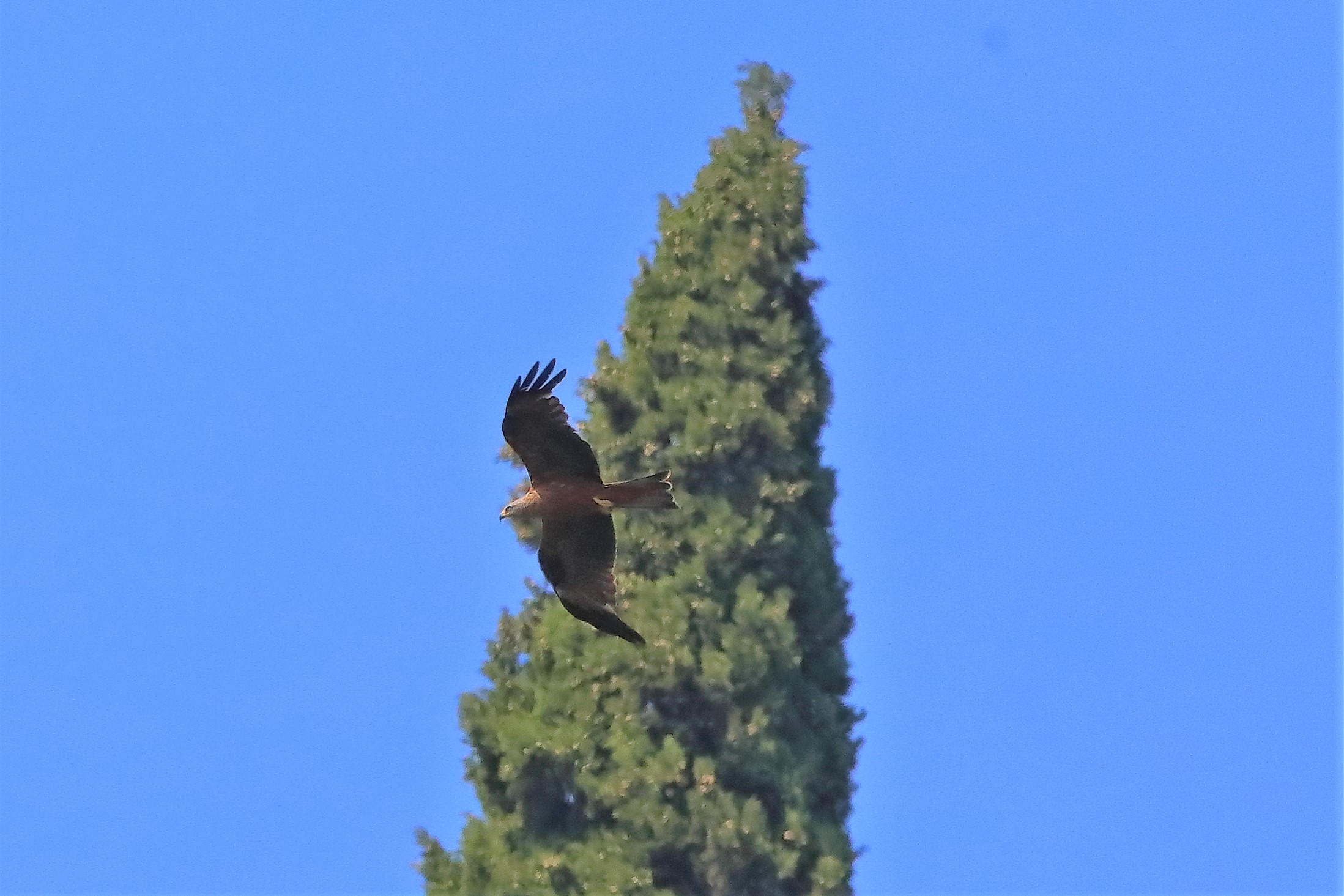 Nibbio bruno 20-07-2022