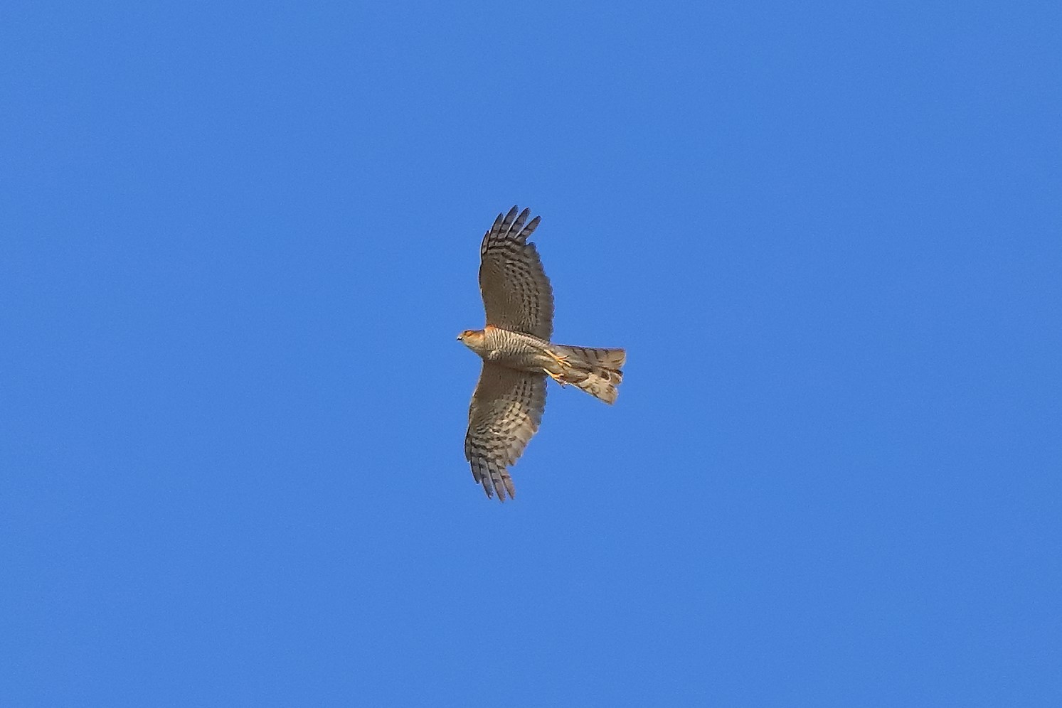 sparviere 21-07-2022