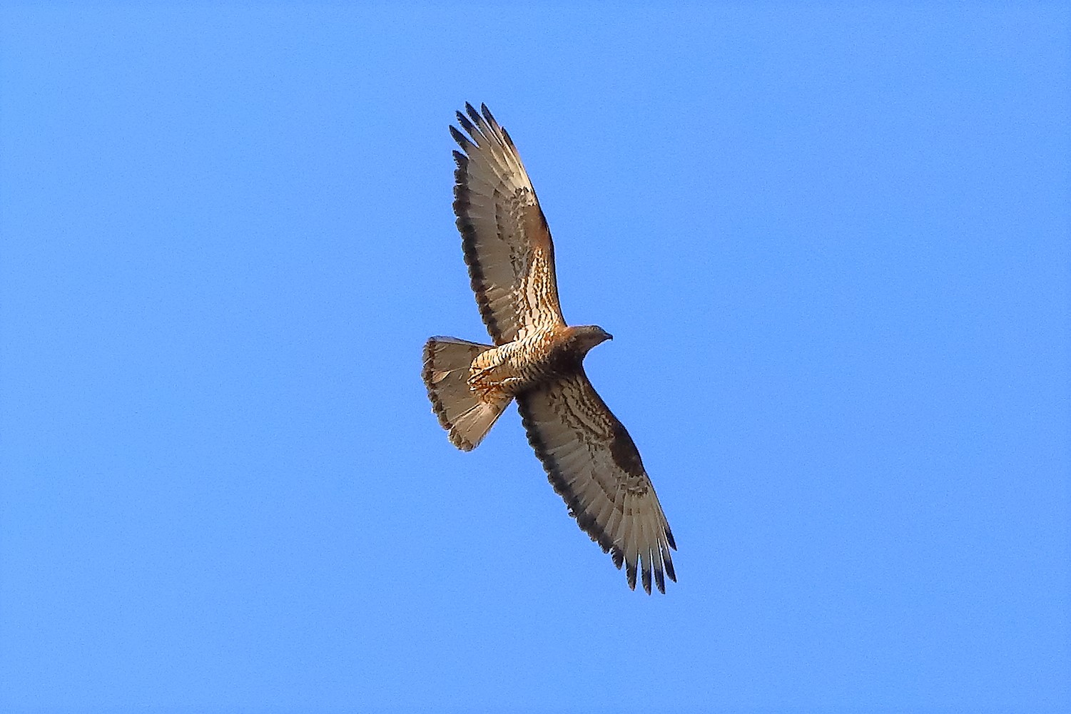 pecchiaiolo 22-07-2022