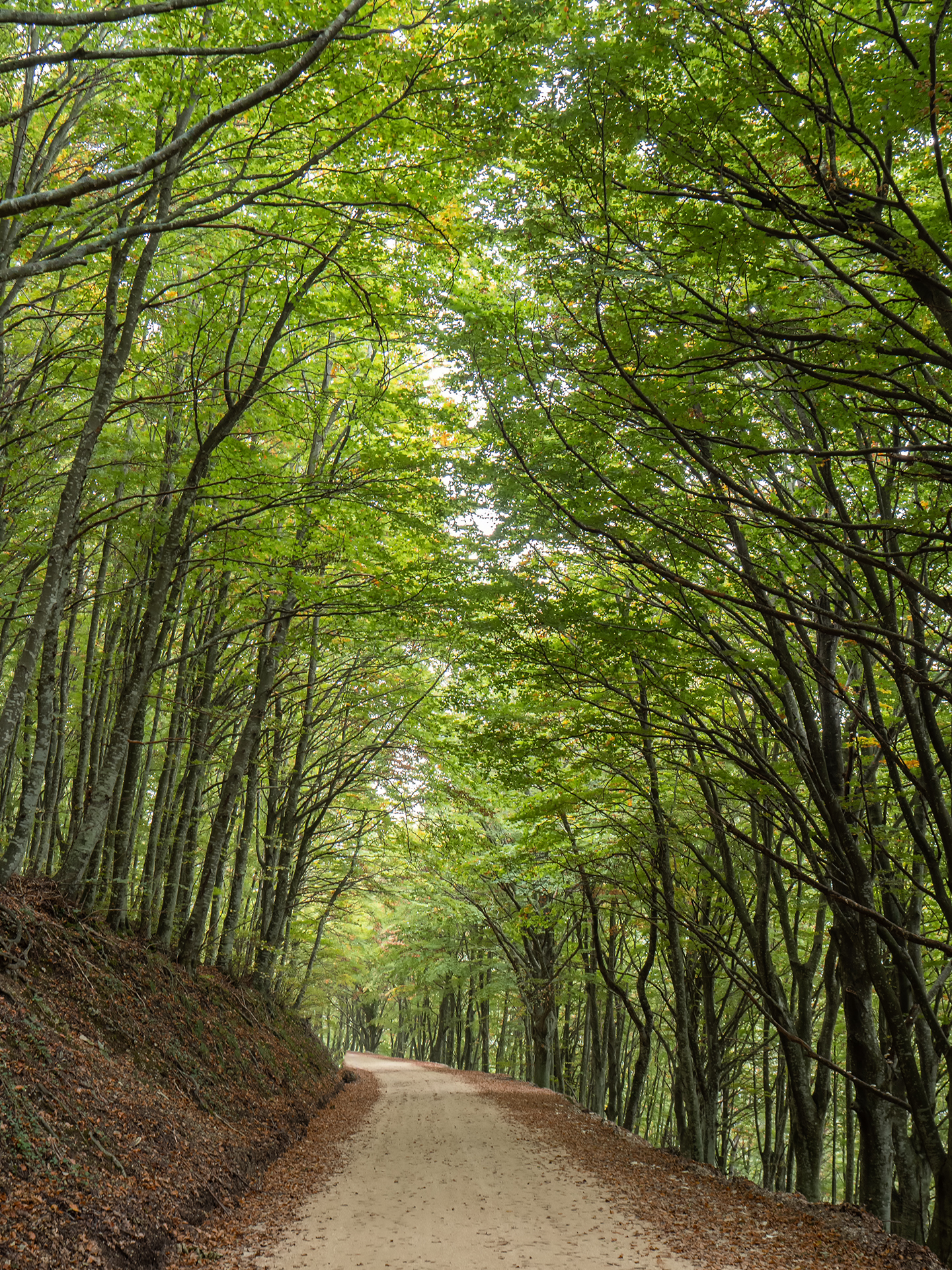 La strada nel bosco