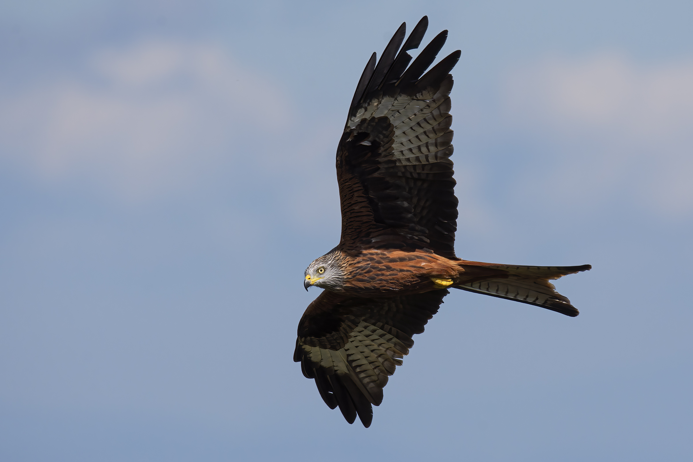 Red kite