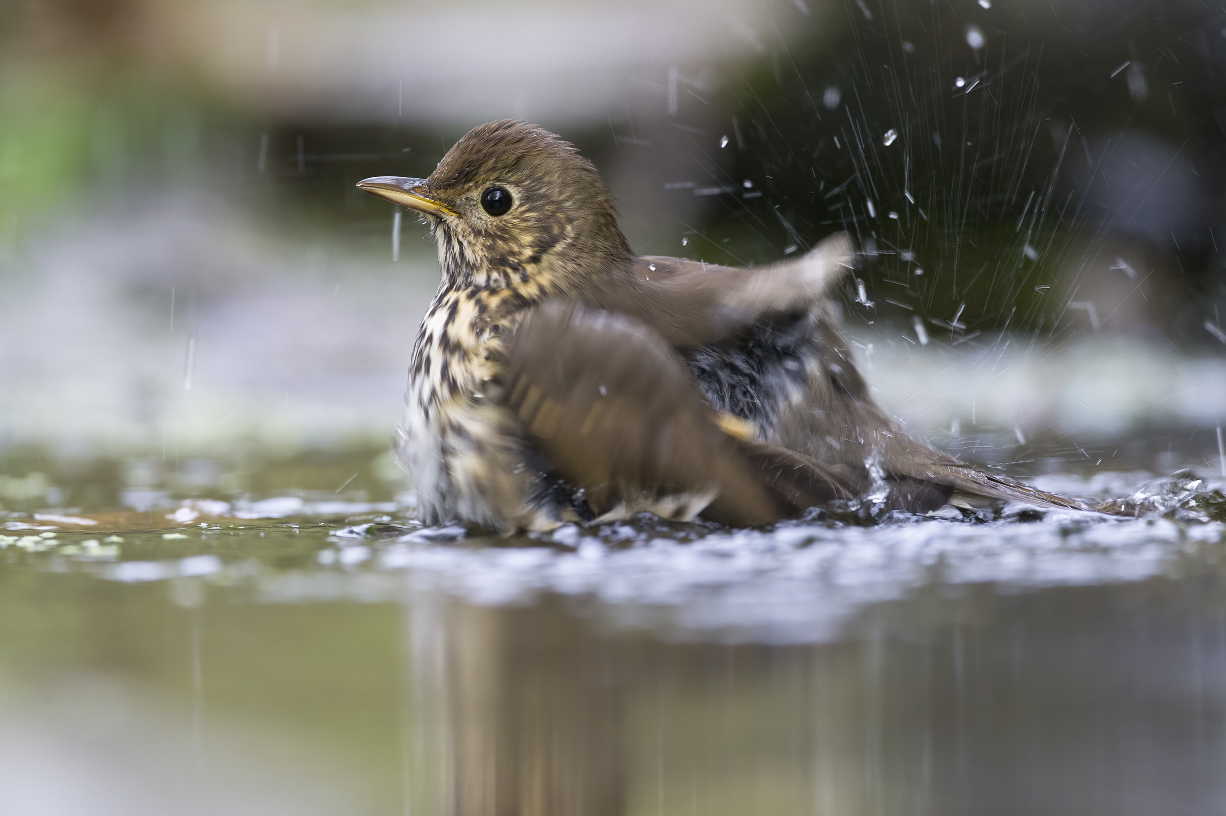 Thrush Bottaccio (Turdus philomelos)