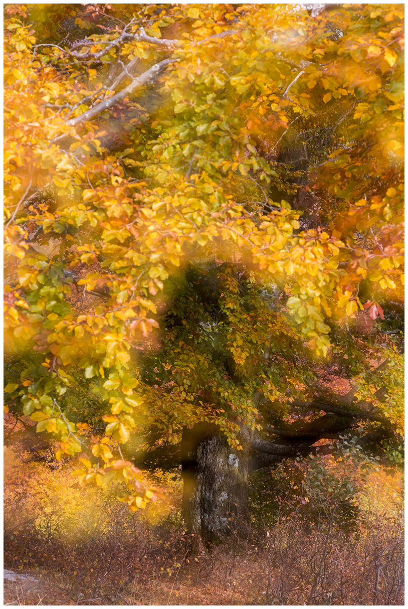 the giant dresses in colors.