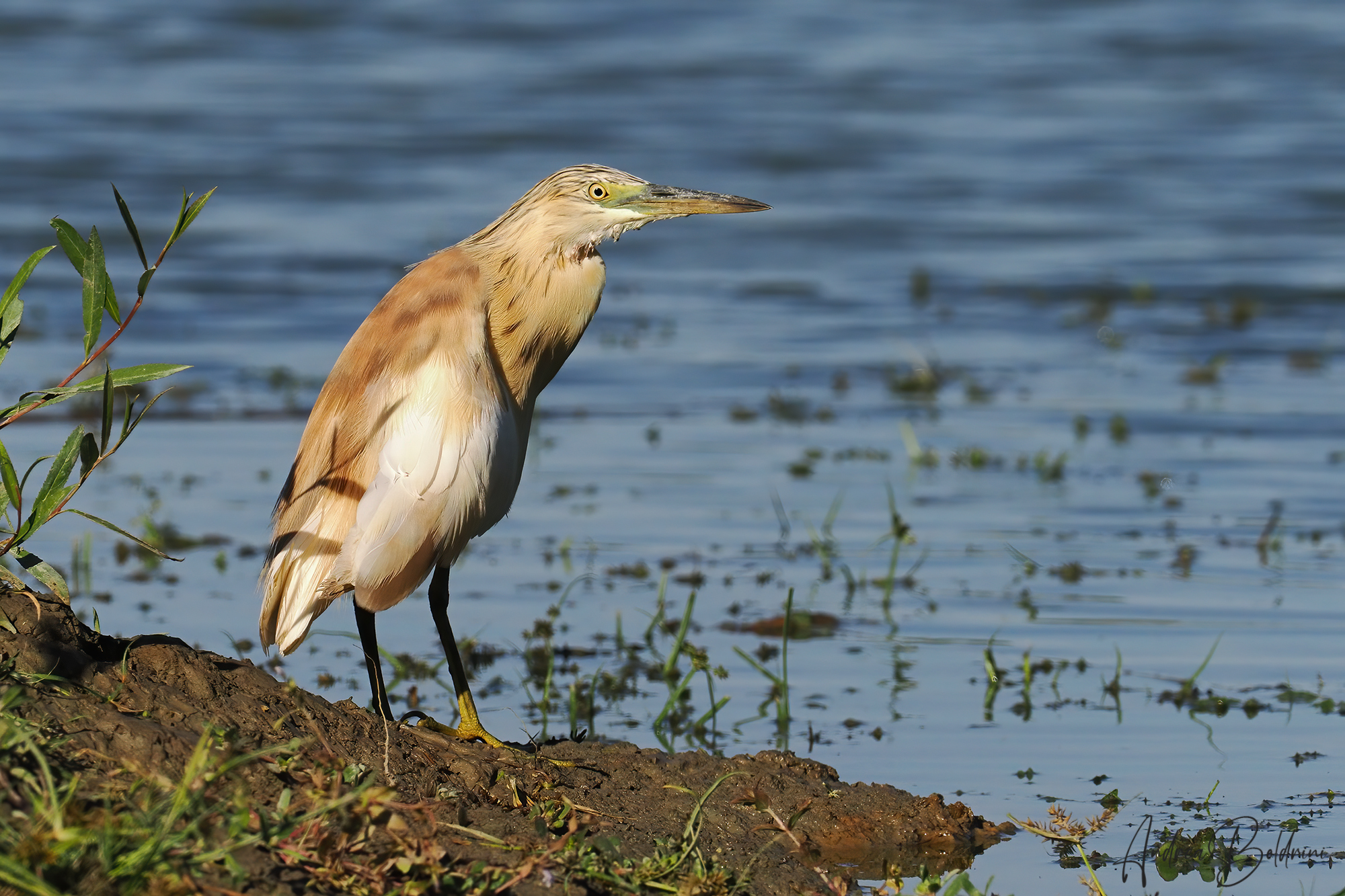 Squacco heron