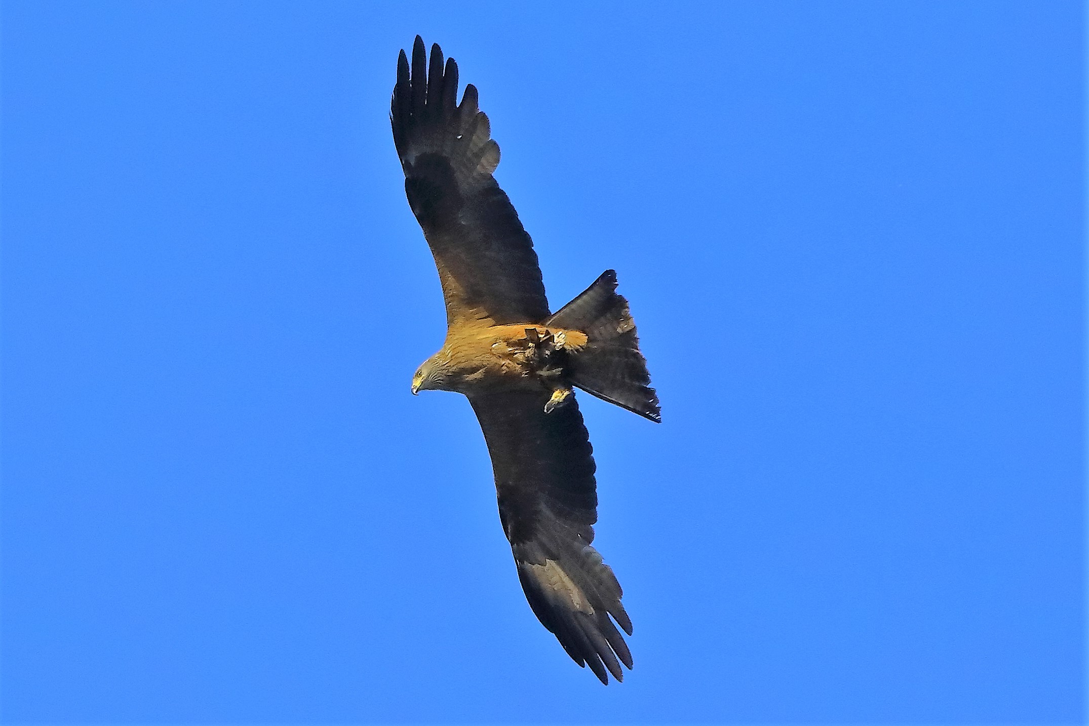 Nibbio bruno 06-06-2022