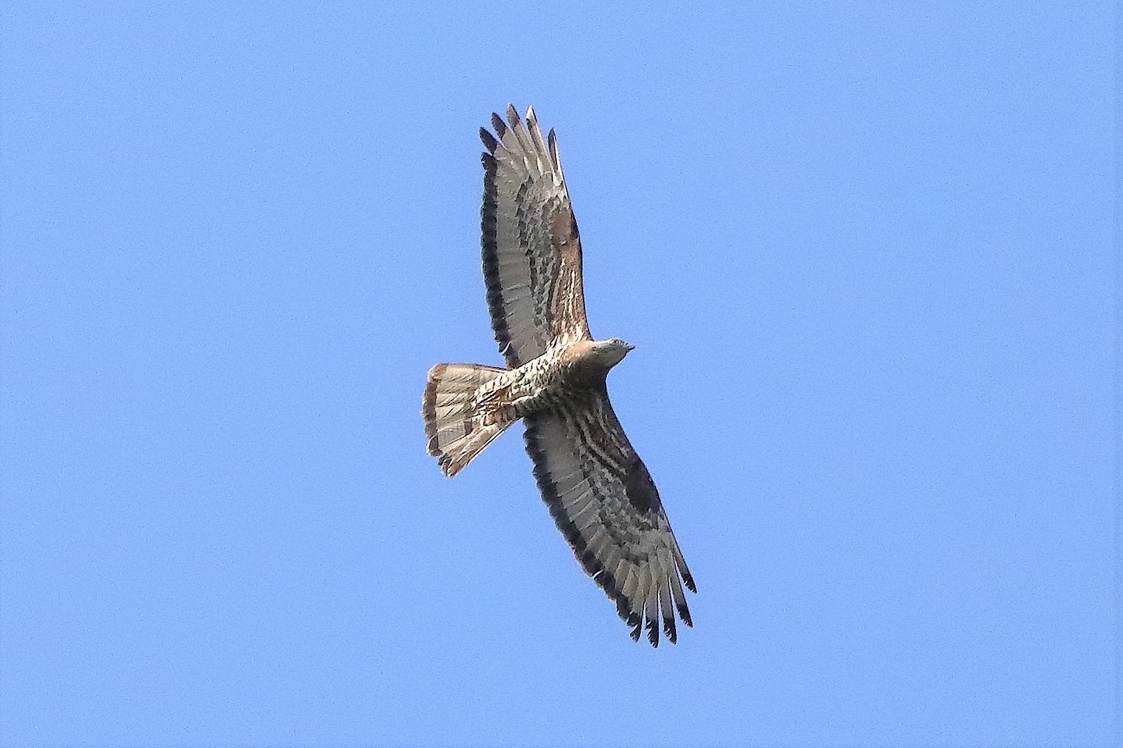 Falco pecchiaiolo 02-07-2022