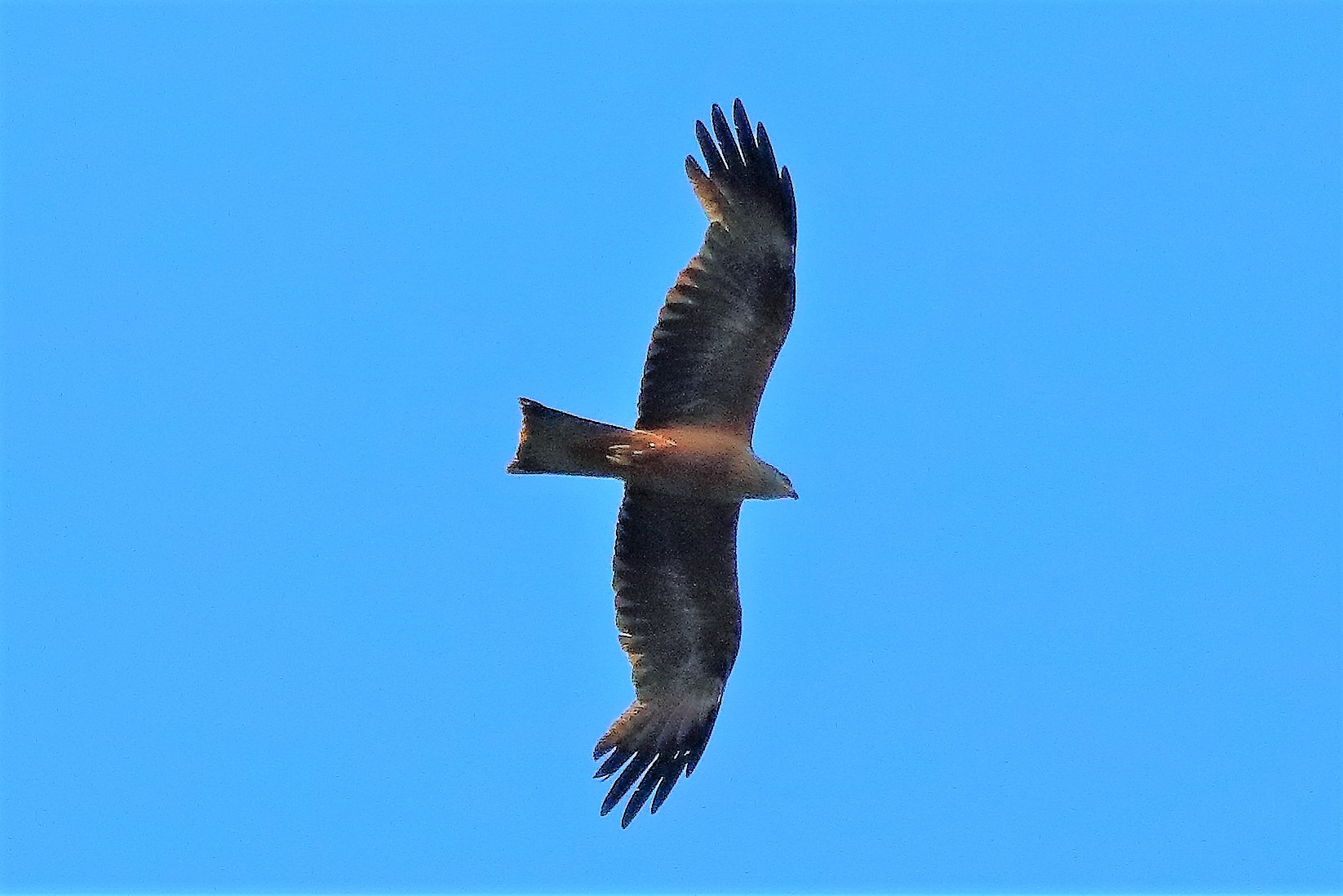 Nibbio bruno 02-07-2022