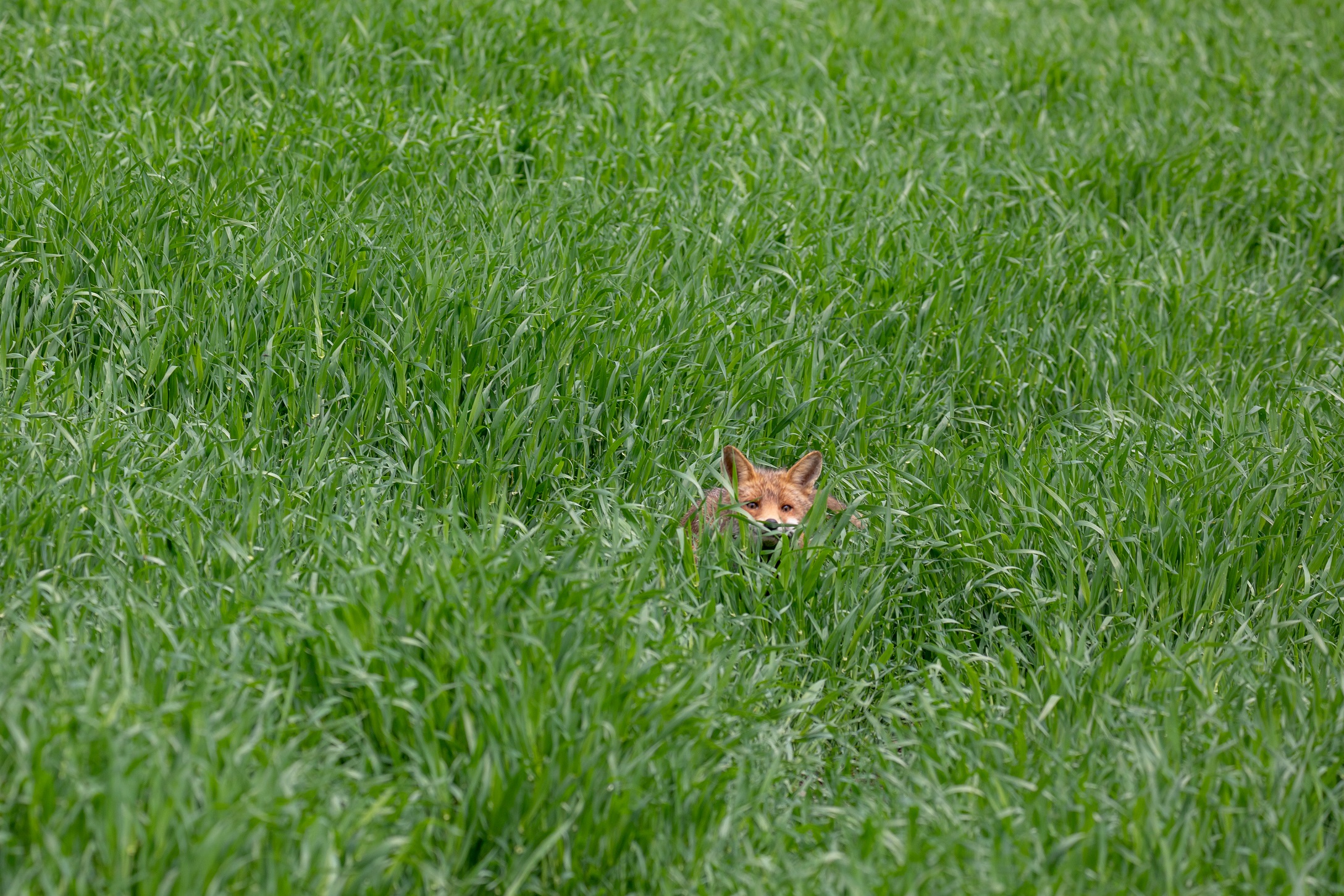 I'm invisible