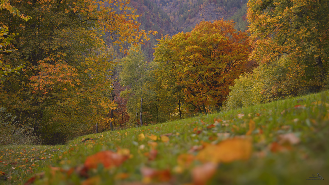 La magia dell' autunno