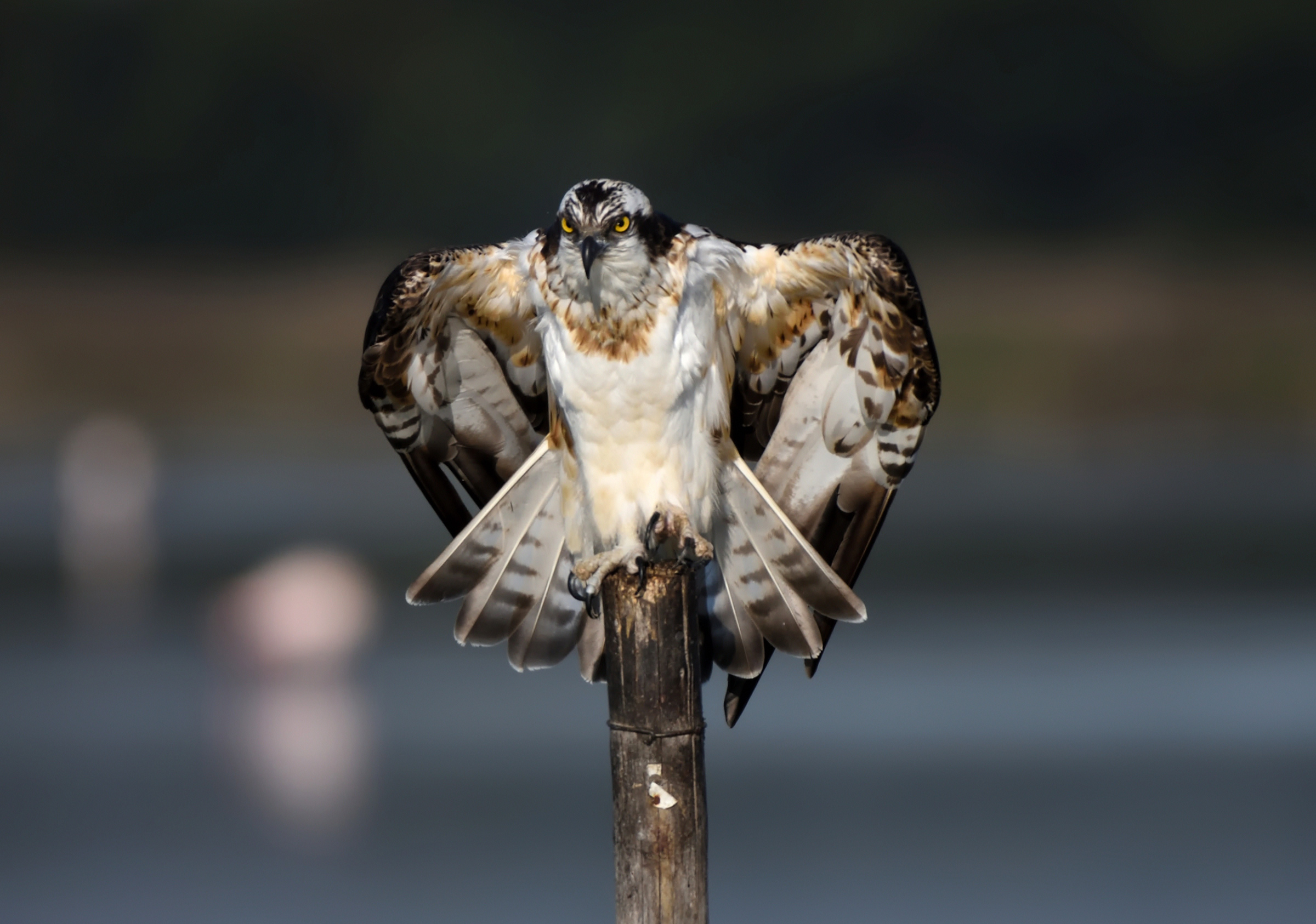 Osprey