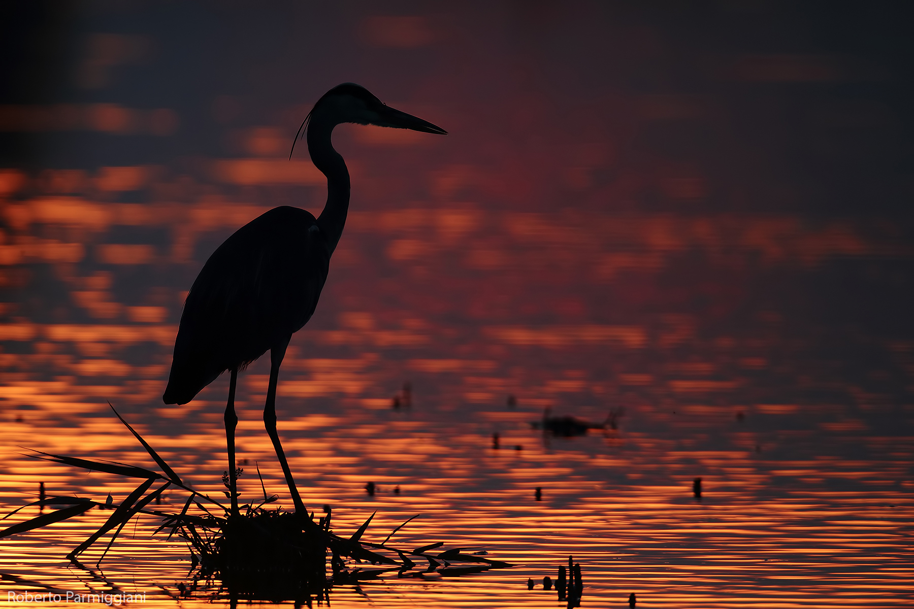 Grey heron