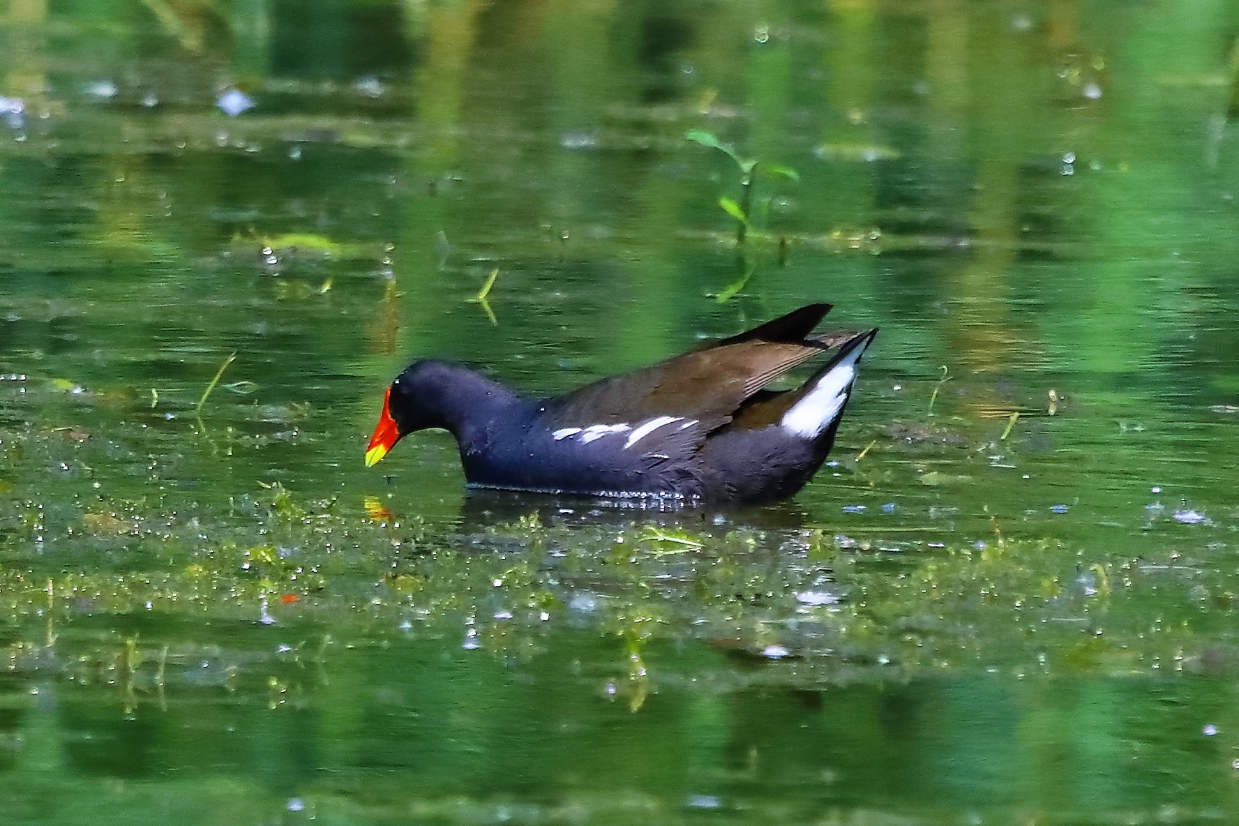 gallinella 16-07-2022