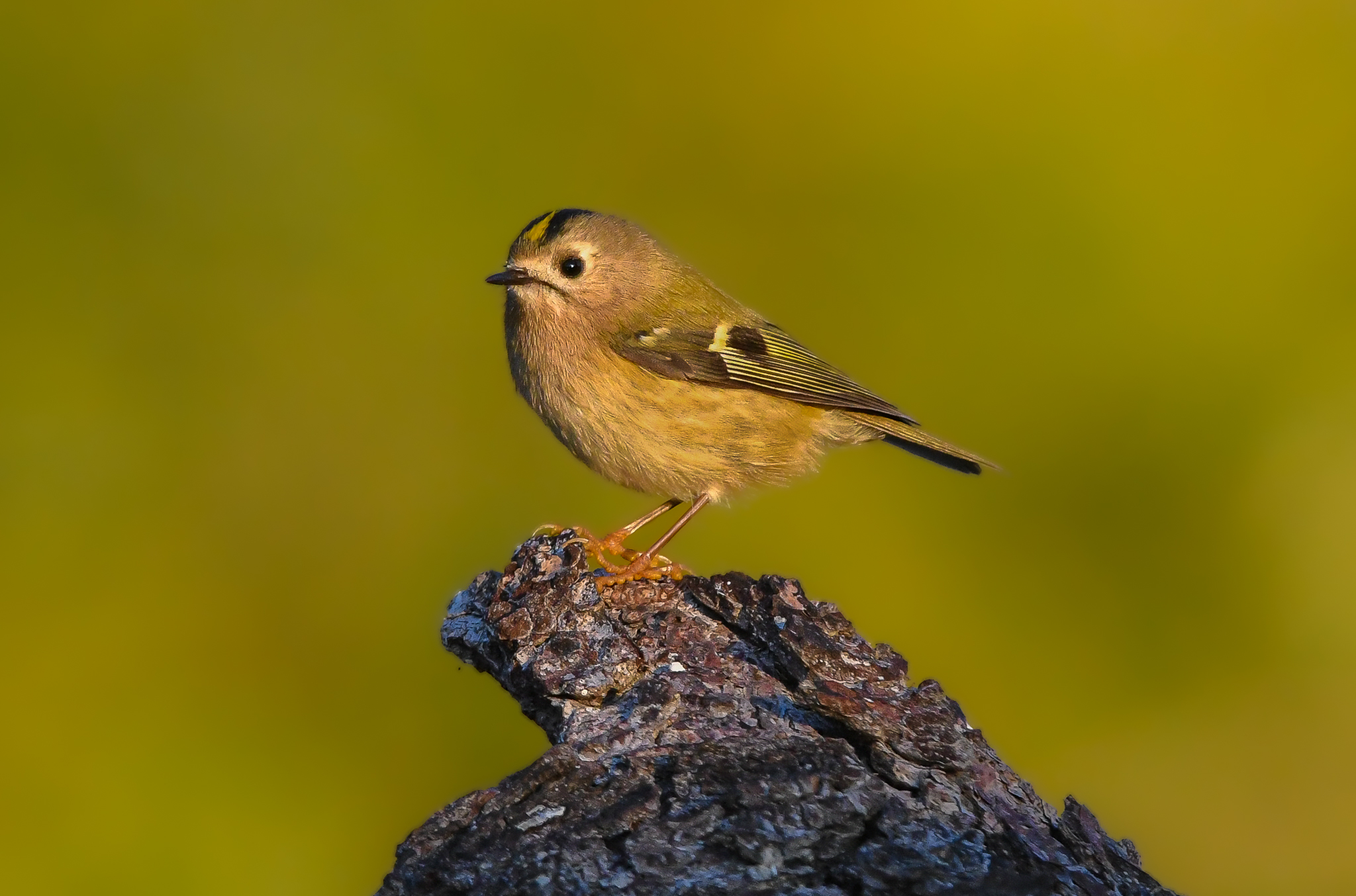 Regolo con la luce dell'alba
