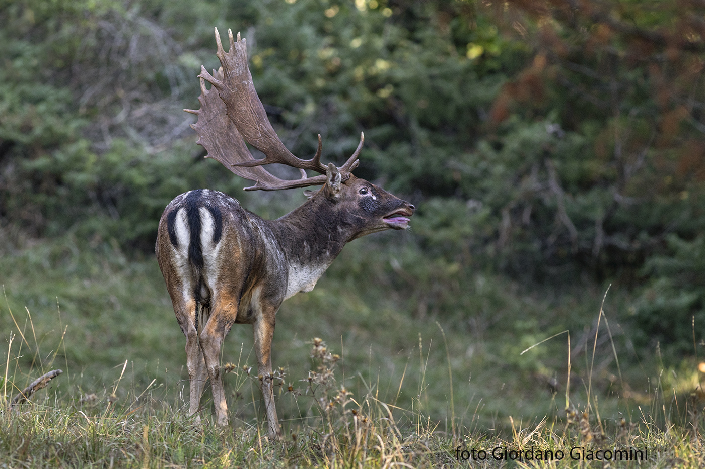 Un palco veramente imponente...