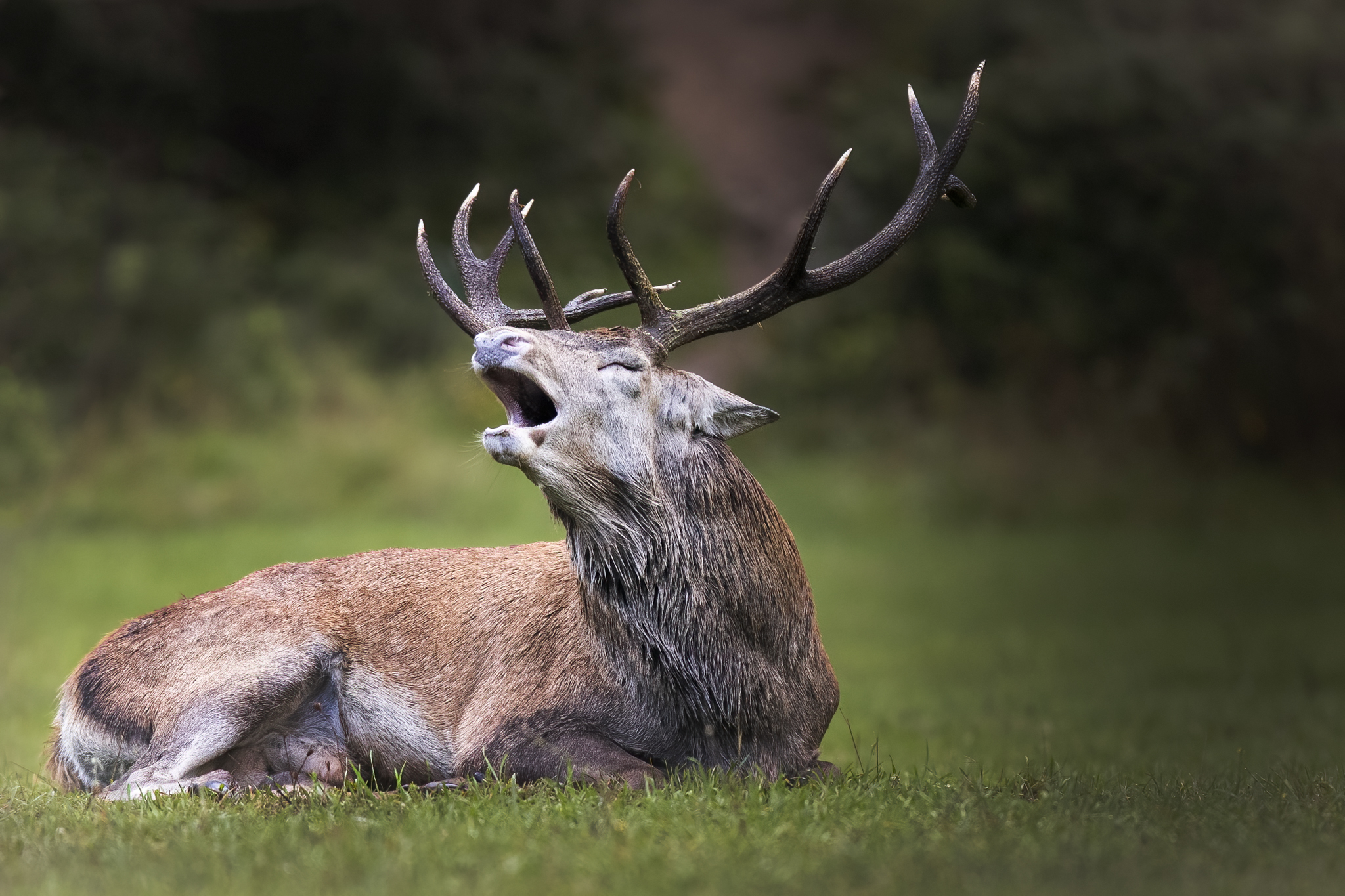 the roar of the deer, the king of the forest