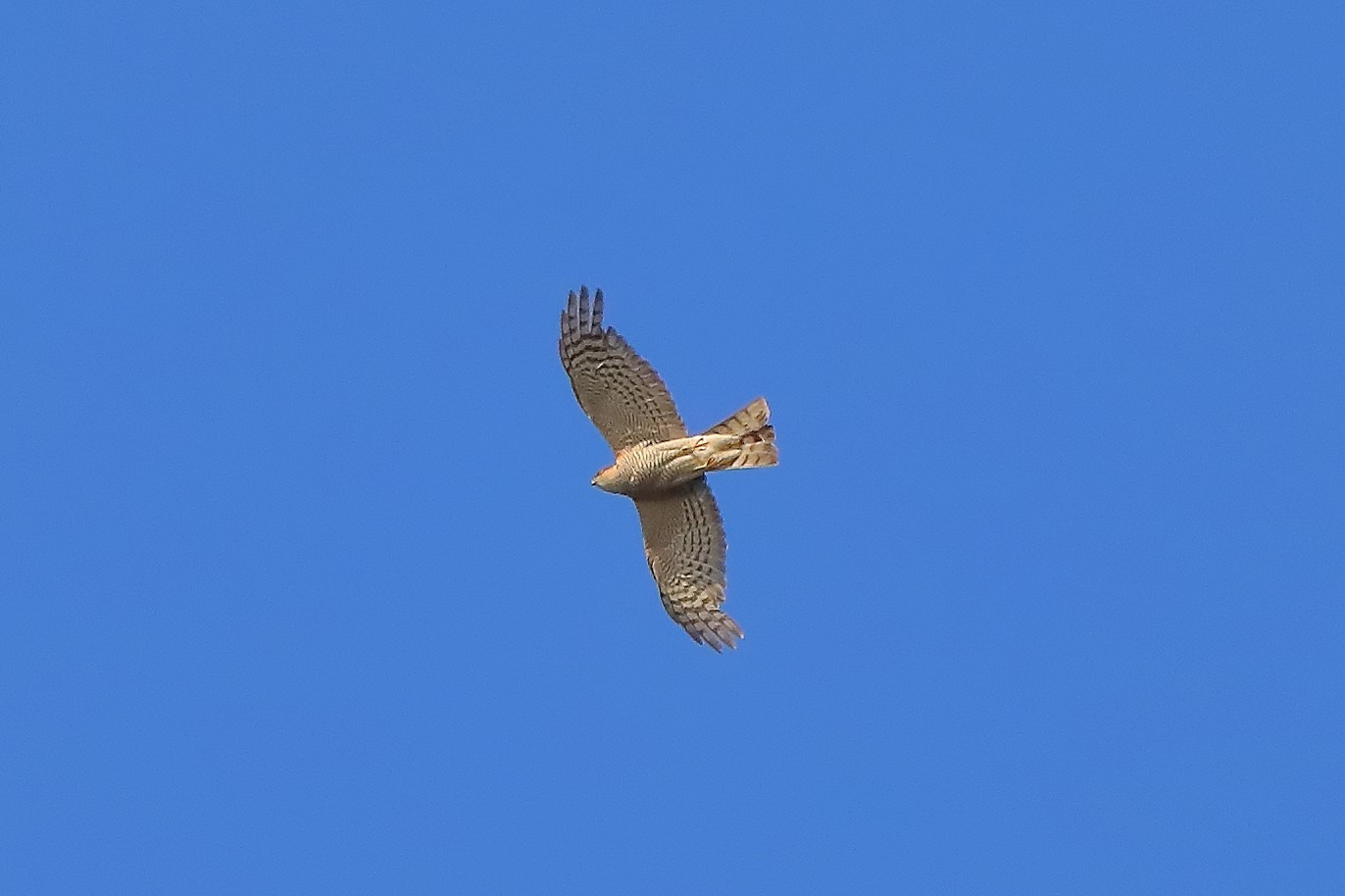 sparviere 21-07-2022