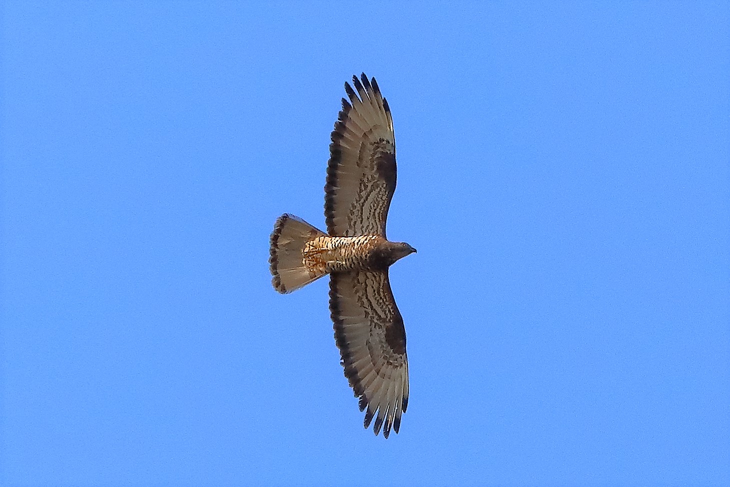 pecchiaiolo 22-07-2022