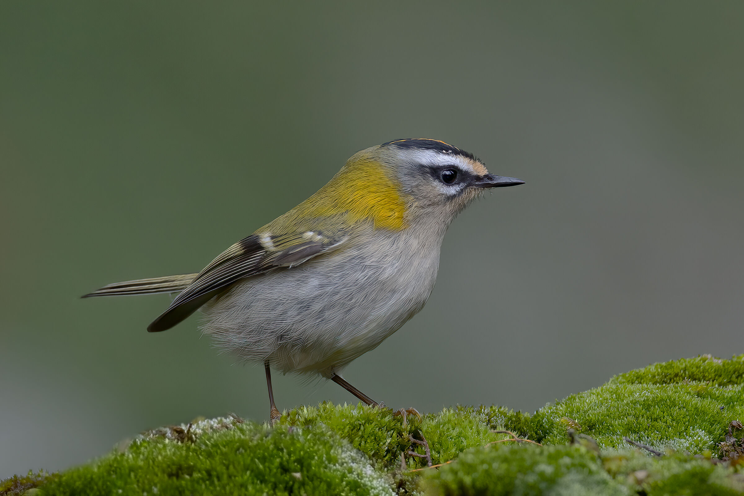 Fiorrancino ( Regulus ignicapilla)