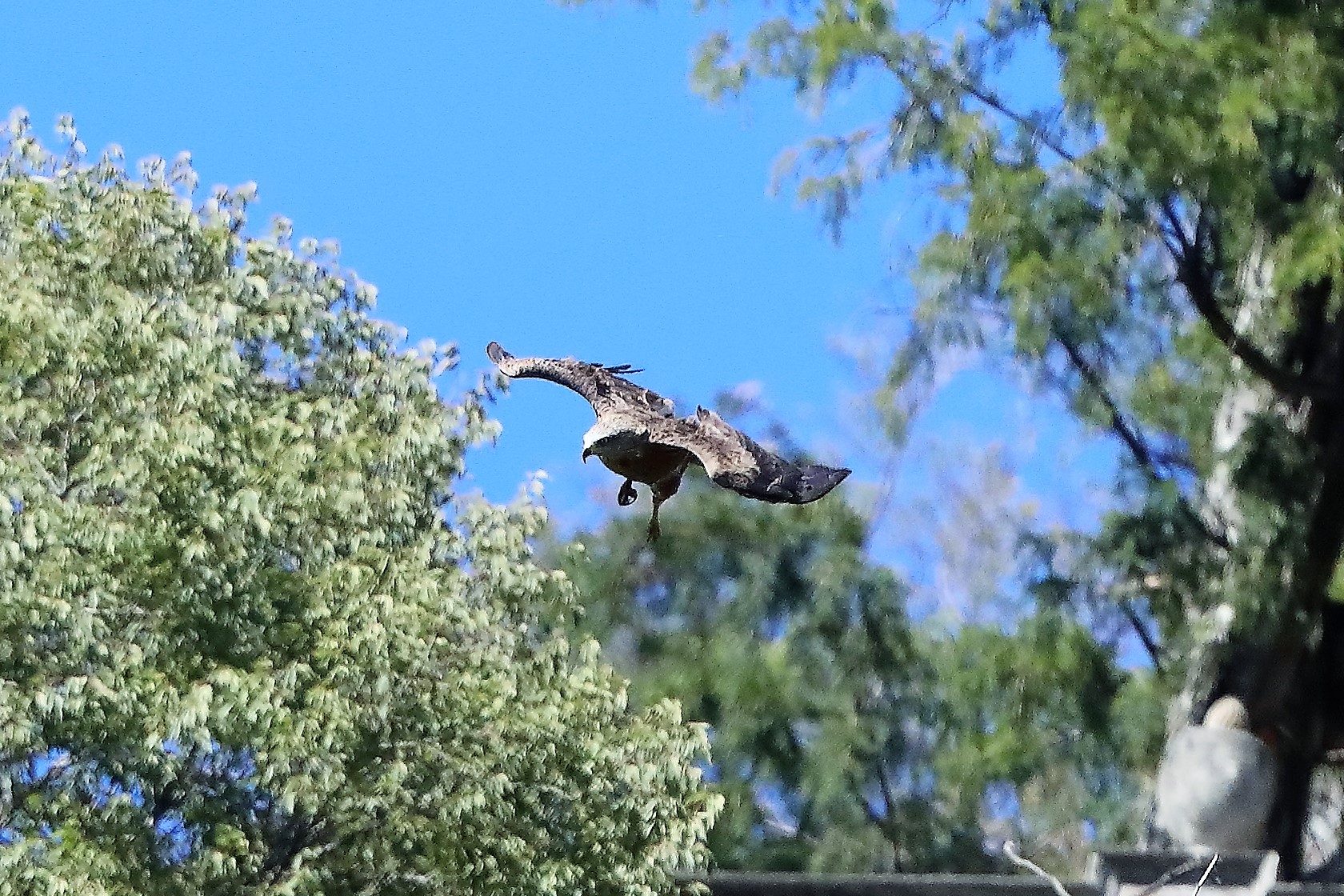 Nibbio bruno 30-07-2022