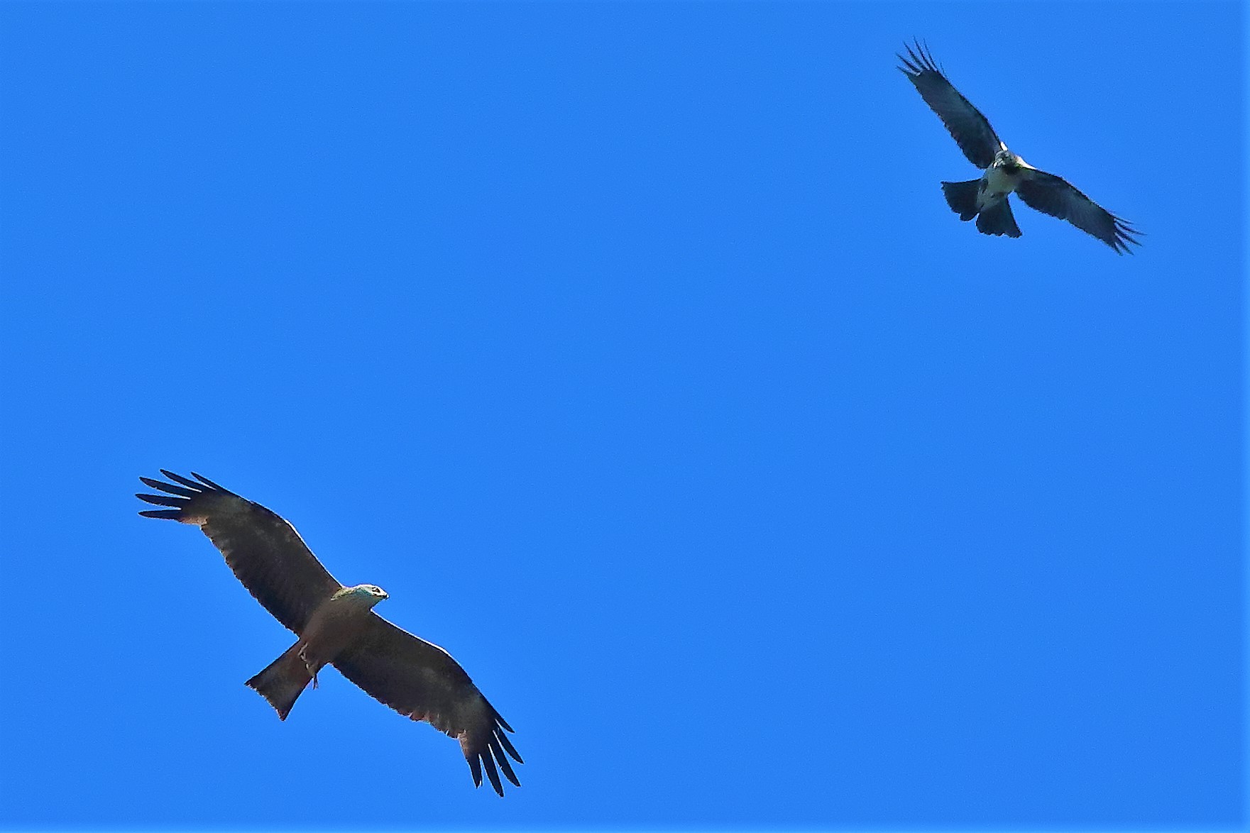 Nibbio bruno 09-07-2022