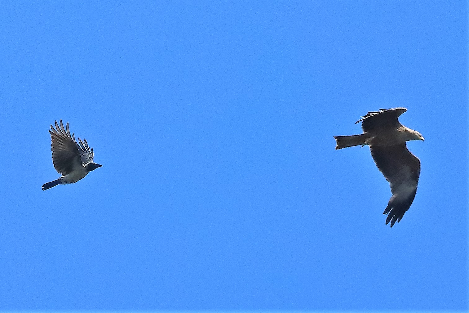 Nibbio bruno 09-07-2022