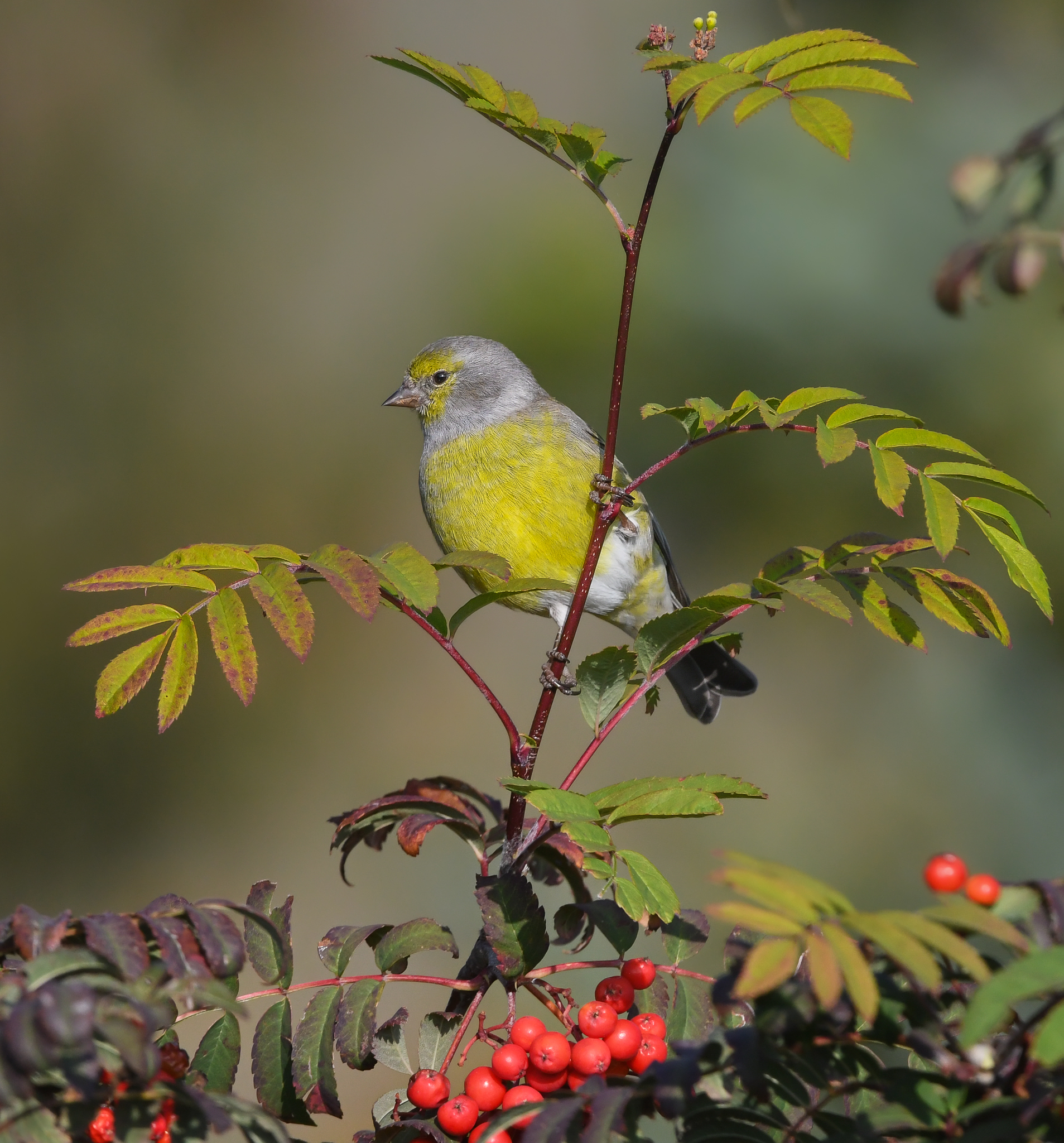 Confidente Venturone alpino